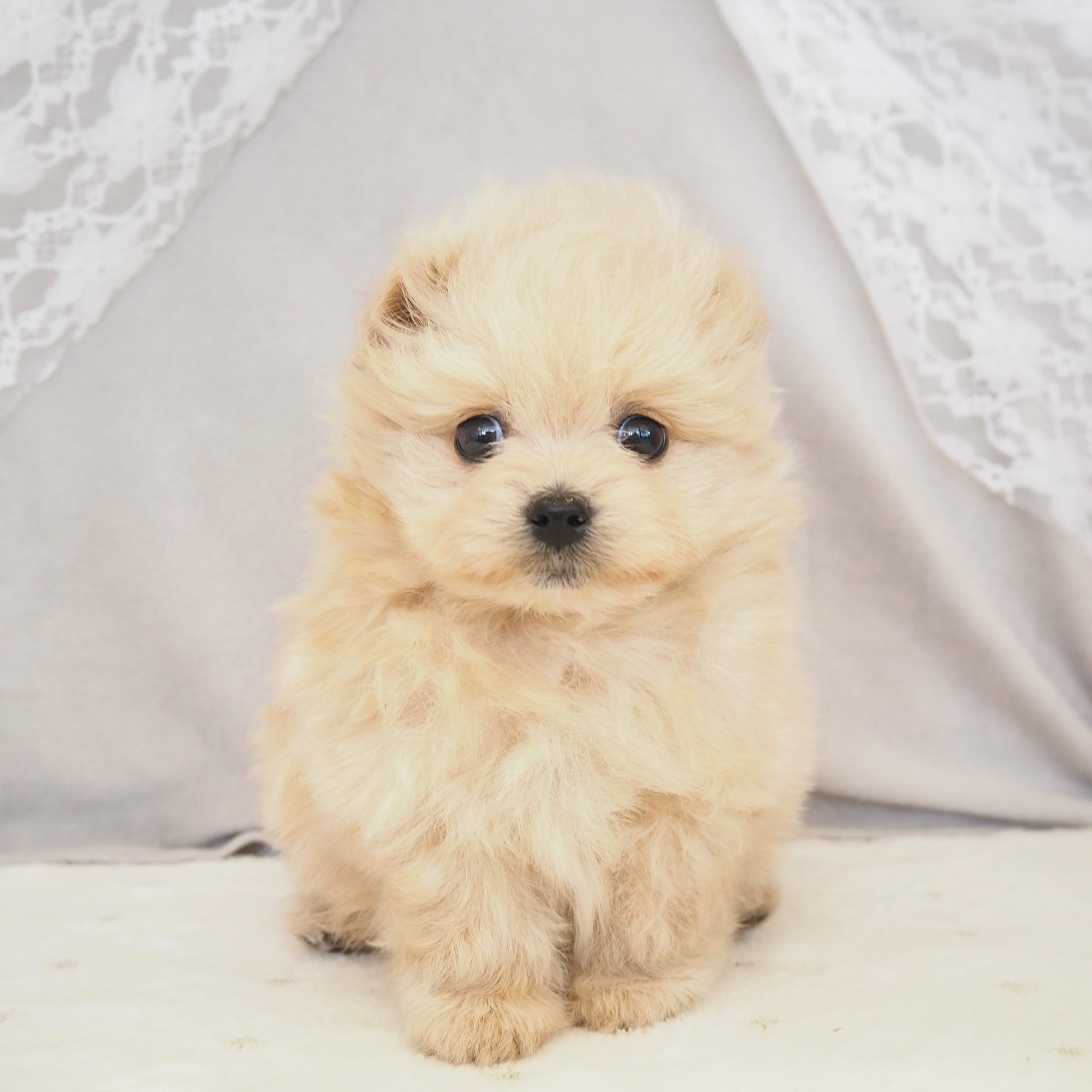 ハーフ犬女の子の写真