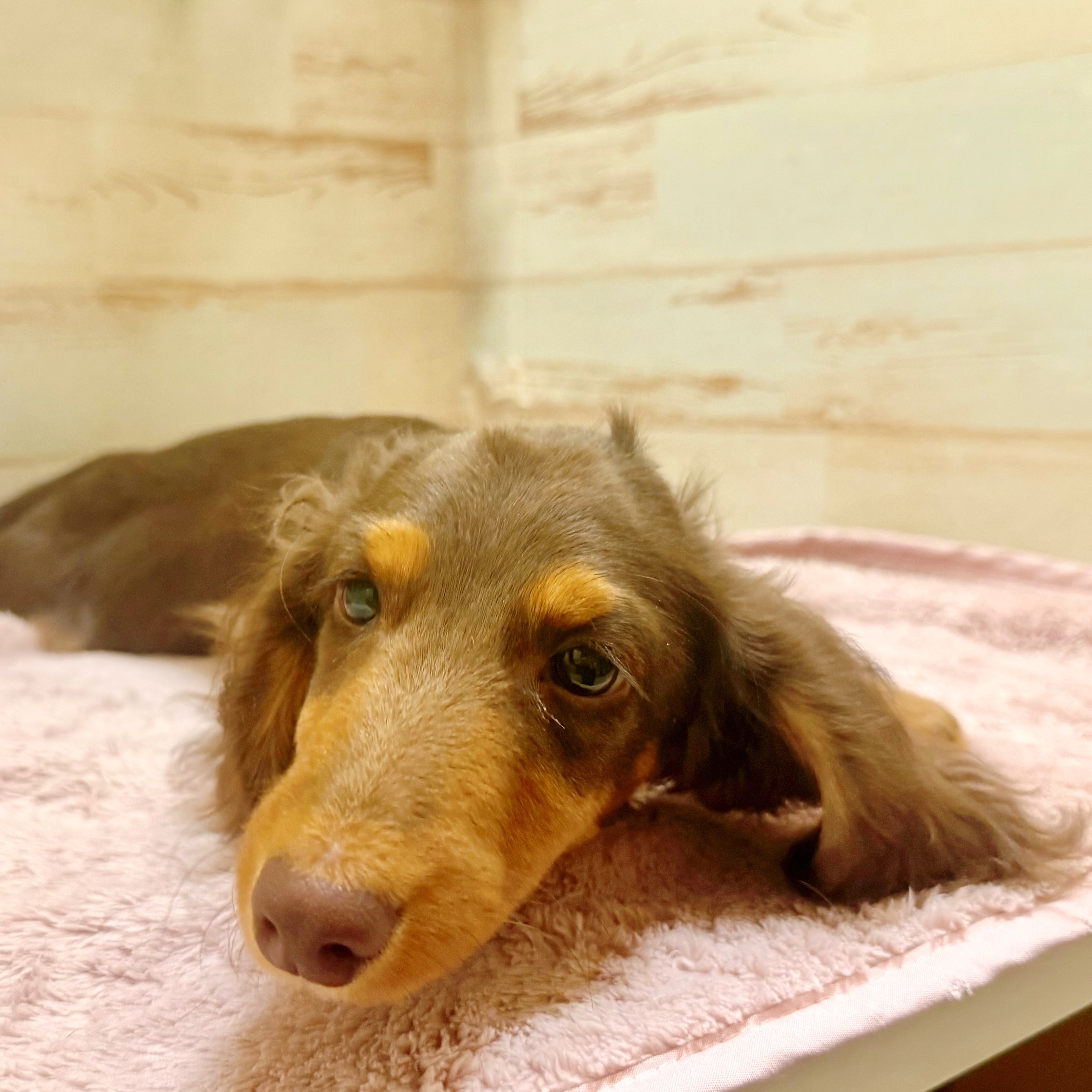 兵庫県のミニチュアダックスフンド(ロング) (犬の家＆猫の里神戸店/2025年12月1日生まれ/男の子/チョコレートタン)の子犬の4枚目の画像