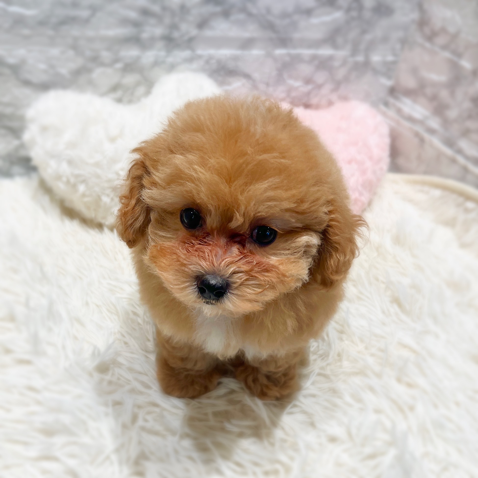 愛知県のマルプー(マルチーズ×プードル) (犬の家＆猫の里MiO香久山店/2025年12月2日生まれ/女の子/アプリコットホワイト)の子犬の4枚目の画像