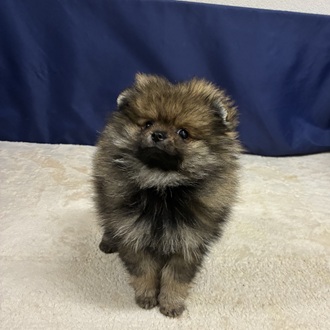 愛知県のポメラニアン (犬の家＆猫の里一宮店/2025年12月2日生まれ/男の子/ウルフセーブル)の子犬の4枚目の画像