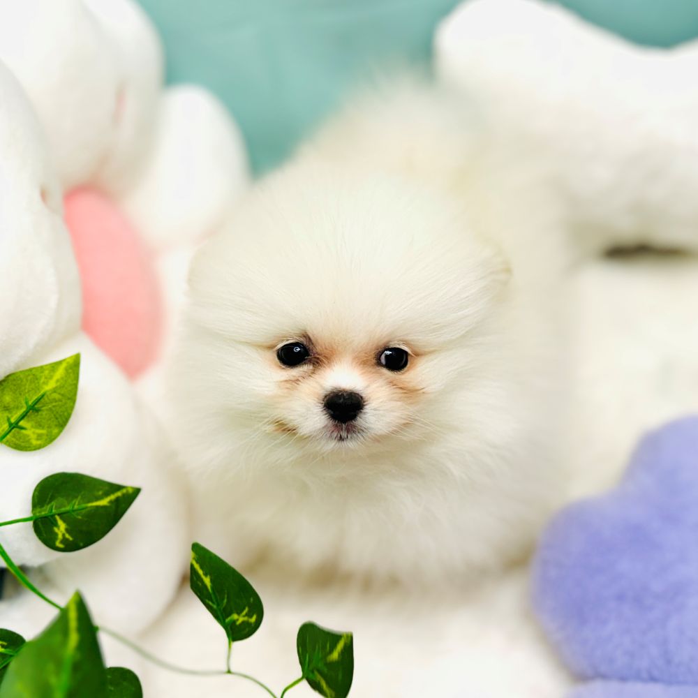愛知県のポメラニアン (犬の家＆猫の里愛知刈谷店/2025年12月3日生まれ/女の子/クリーム)の子犬の4枚目の画像
