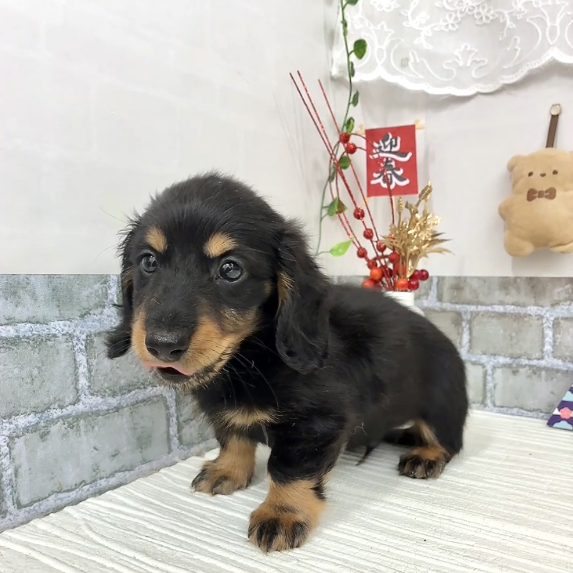 愛知県のミニチュアダックスフンド(ロング) (犬の家＆猫の里碧南店/2025年12月2日生まれ/男の子/ブラックタン)の子犬の4枚目の画像