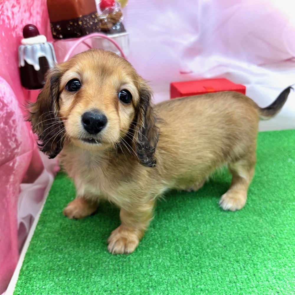 愛知県のミニチュアダックスフンド(ロング) (犬の家＆猫の里名古屋天白店/2025年12月2日生まれ/女の子/レッド)の子犬の4枚目の画像