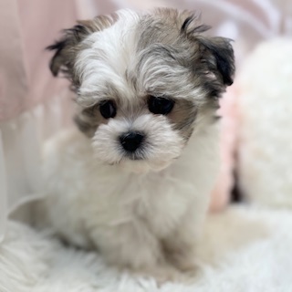 兵庫県のチワマル/マルチワ(チワワ×マルチーズ) (犬の家＆猫の里カナート西神戸店/2025年12月1日生まれ/男の子/フォーンホワイト)の子犬の4枚目の画像