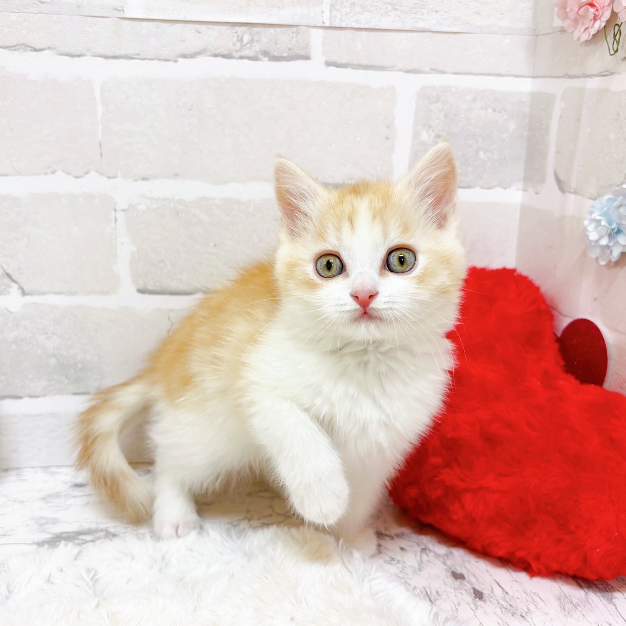 京都府のスコティッシュフォールド (犬の家＆猫の里京都精華店/2025年12月4日生まれ/男の子/レッドタビーホワイト)の子猫の4枚目の画像