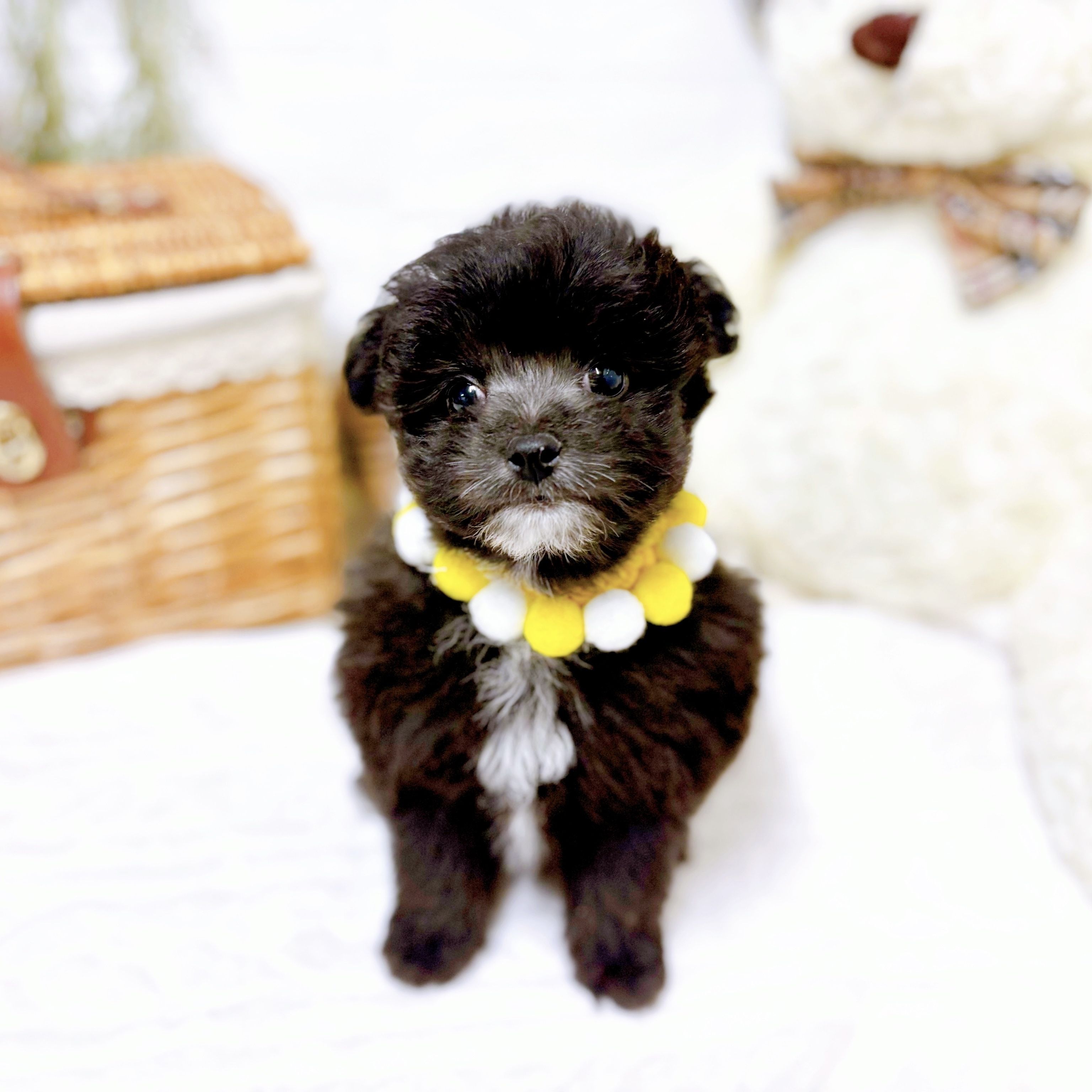 滋賀県のポメプー(ポメラニアン×プードル) (犬の家＆猫の里近江八幡店/2025年12月1日生まれ/男の子/ブラック)の子犬の4枚目の画像