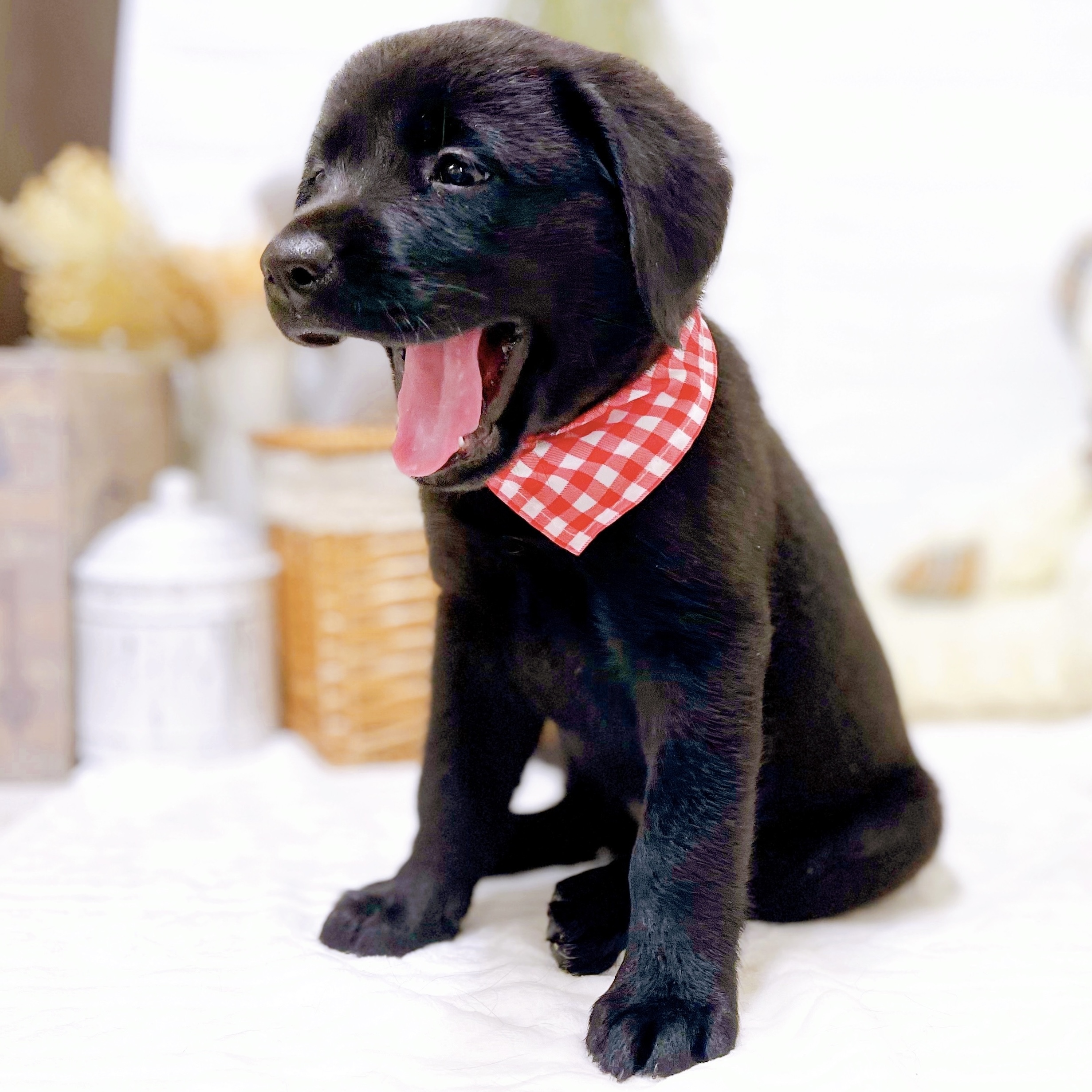 滋賀県のラブラドールレトリーバー (犬の家＆猫の里近江八幡店/2025年12月4日生まれ/女の子/ブラック)の子犬の4枚目の画像