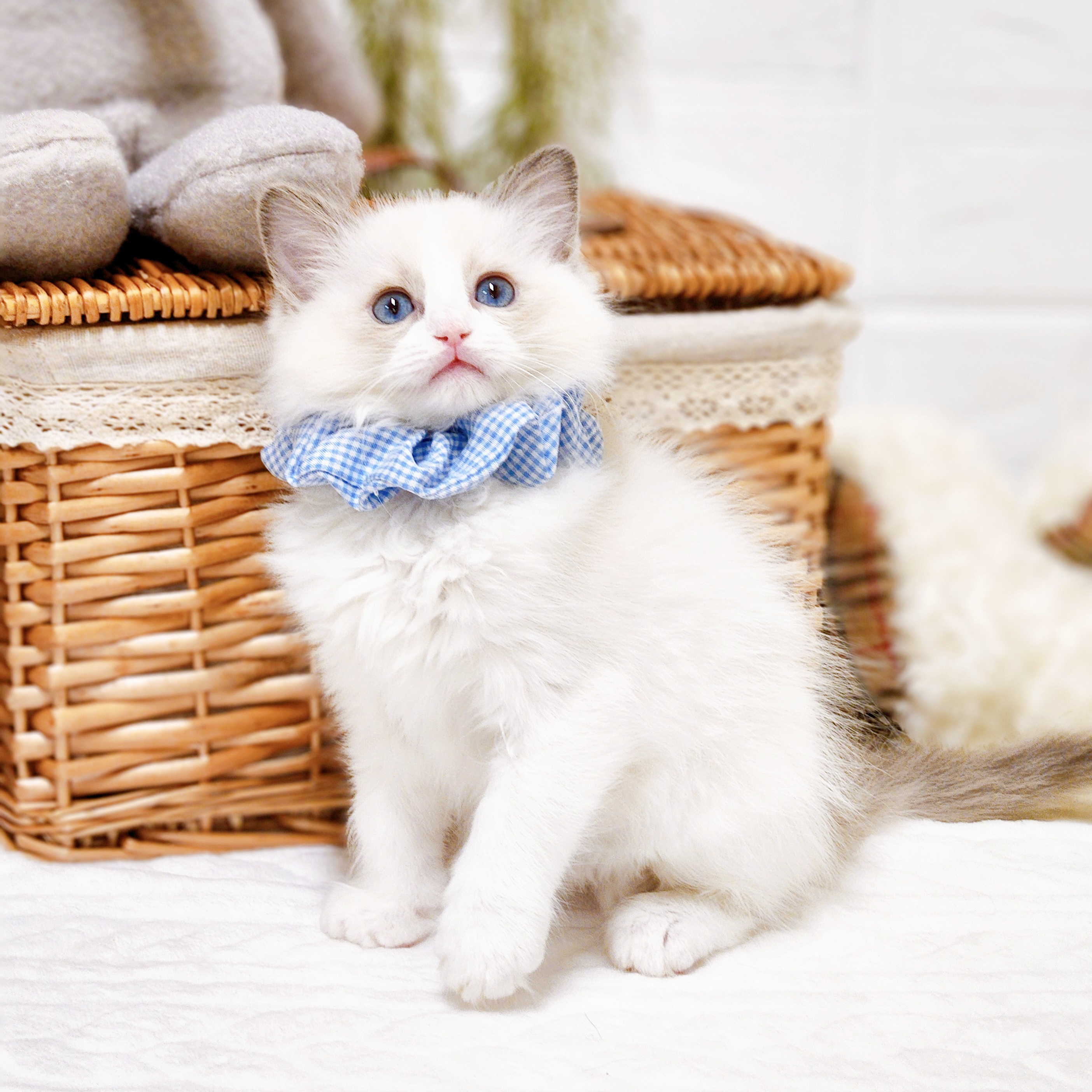 滋賀県のラグドール (犬の家＆猫の里近江八幡店/2025年12月4日生まれ/男の子/ブルーポイントバイカラー)の子猫の4枚目の画像