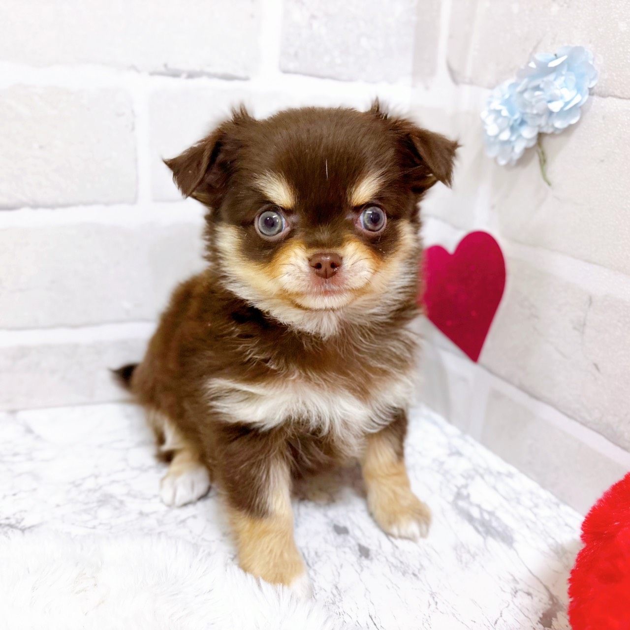 チワワ(ロング)女の子の写真