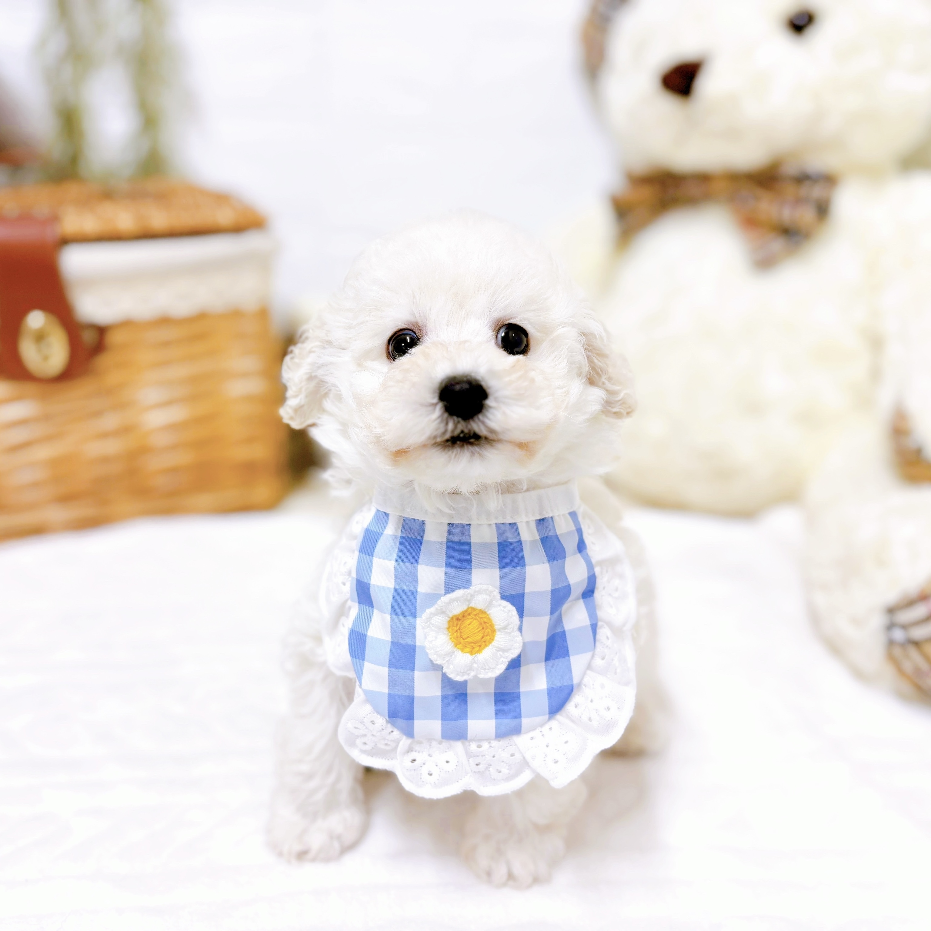 滋賀県のトイプードル(トイ) (犬の家＆猫の里近江八幡店/2025年12月3日生まれ/男の子/ホワイト)の子犬の4枚目の画像