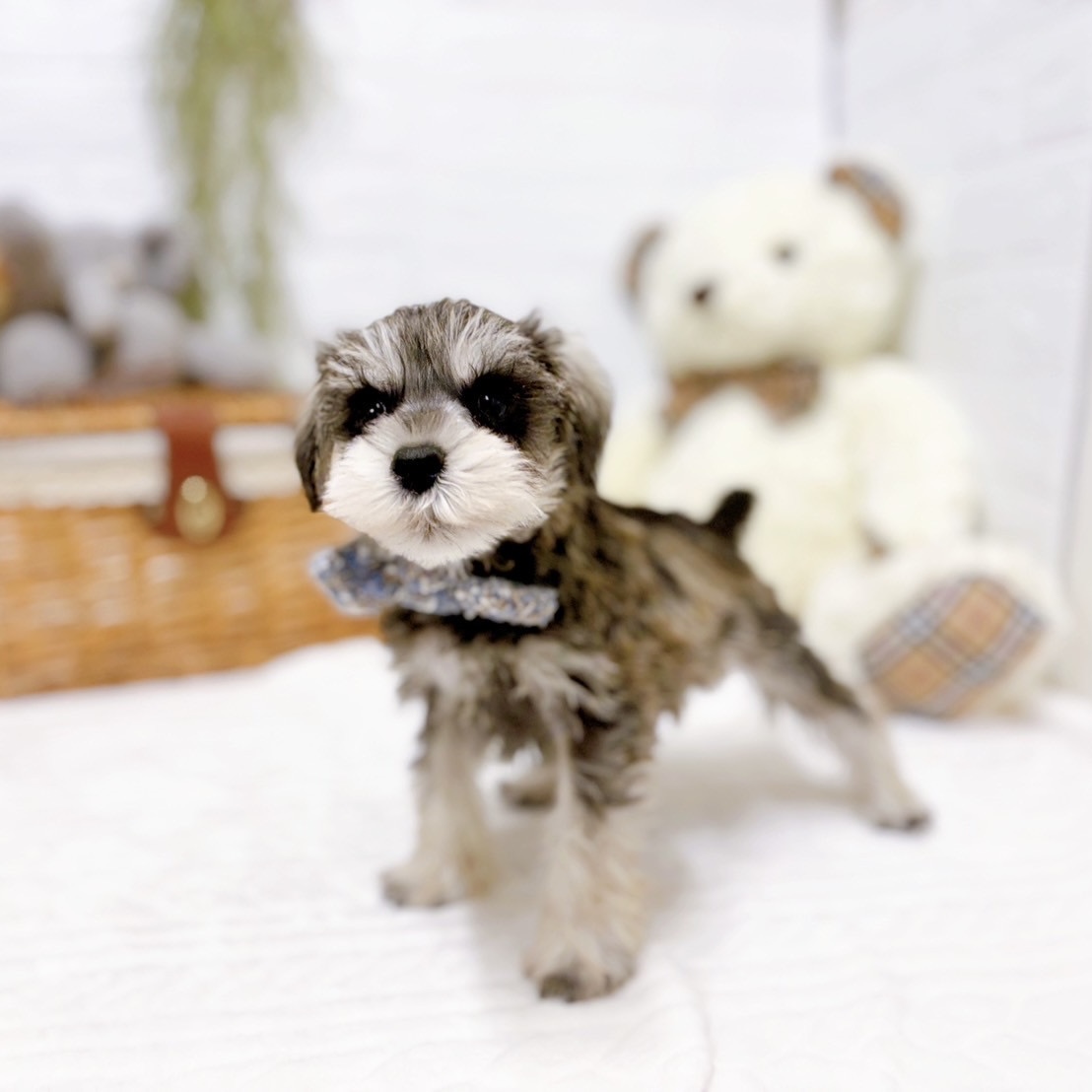 滋賀県のミニチュアシュナウザー (犬の家＆猫の里近江八幡店/2025年11月30日生まれ/男の子/ソルトペッパー)の子犬の4枚目の画像