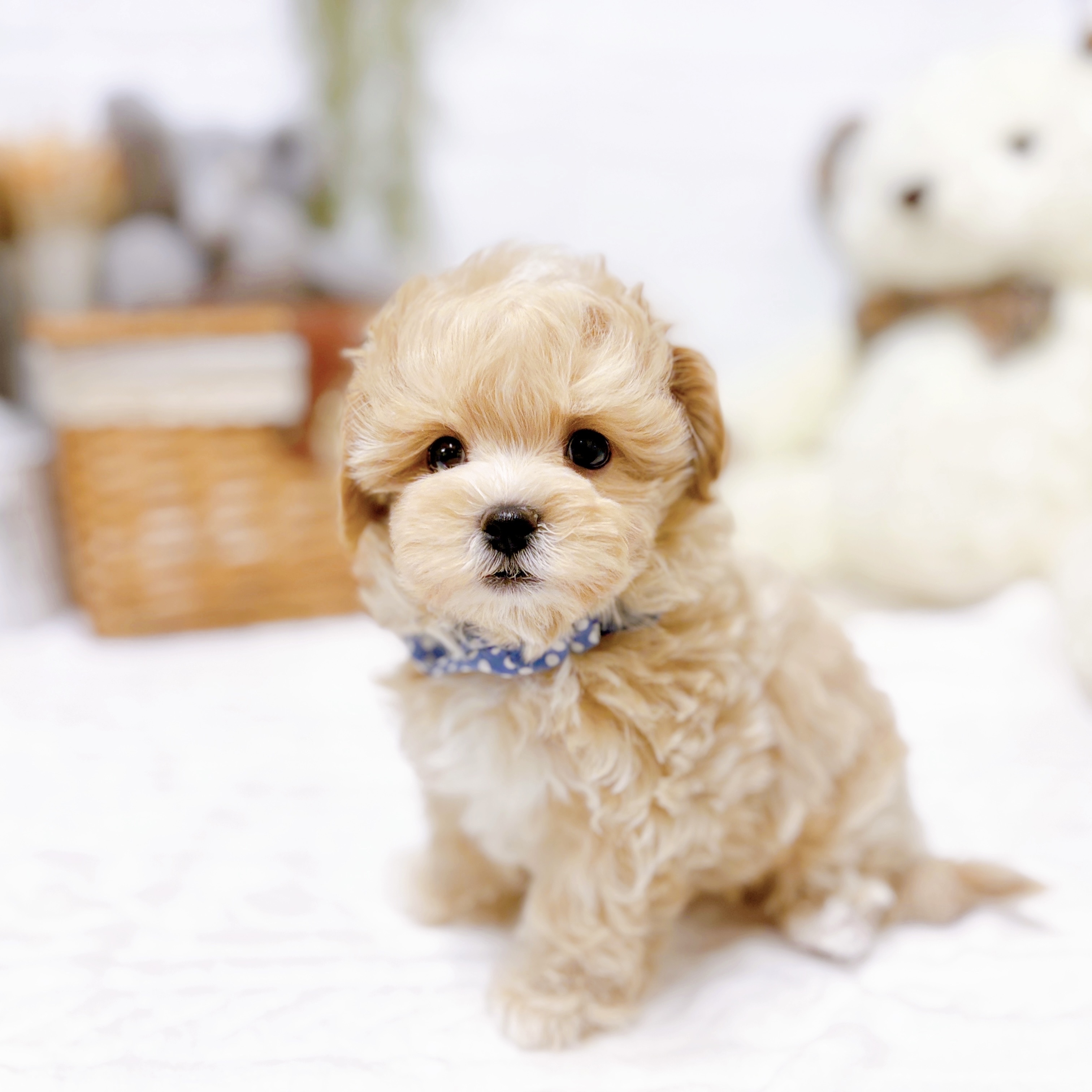 滋賀県のマルプー(マルチーズ×プードル) (犬の家＆猫の里近江八幡店/2025年12月3日生まれ/男の子/クリーム)の子犬の4枚目の画像