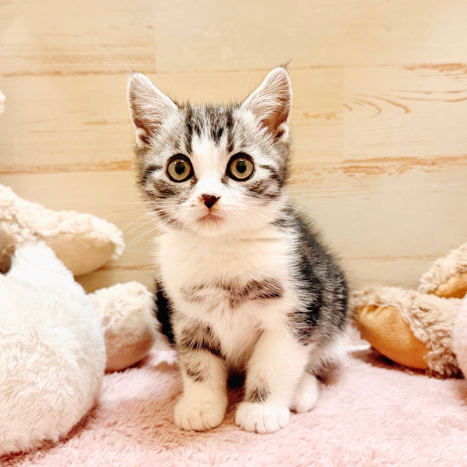 兵庫県のアメリカンショートヘアー (犬の家＆猫の里神戸店/2025年11月29日生まれ/男の子/シルバータビーホワイト)の子猫の4枚目の画像