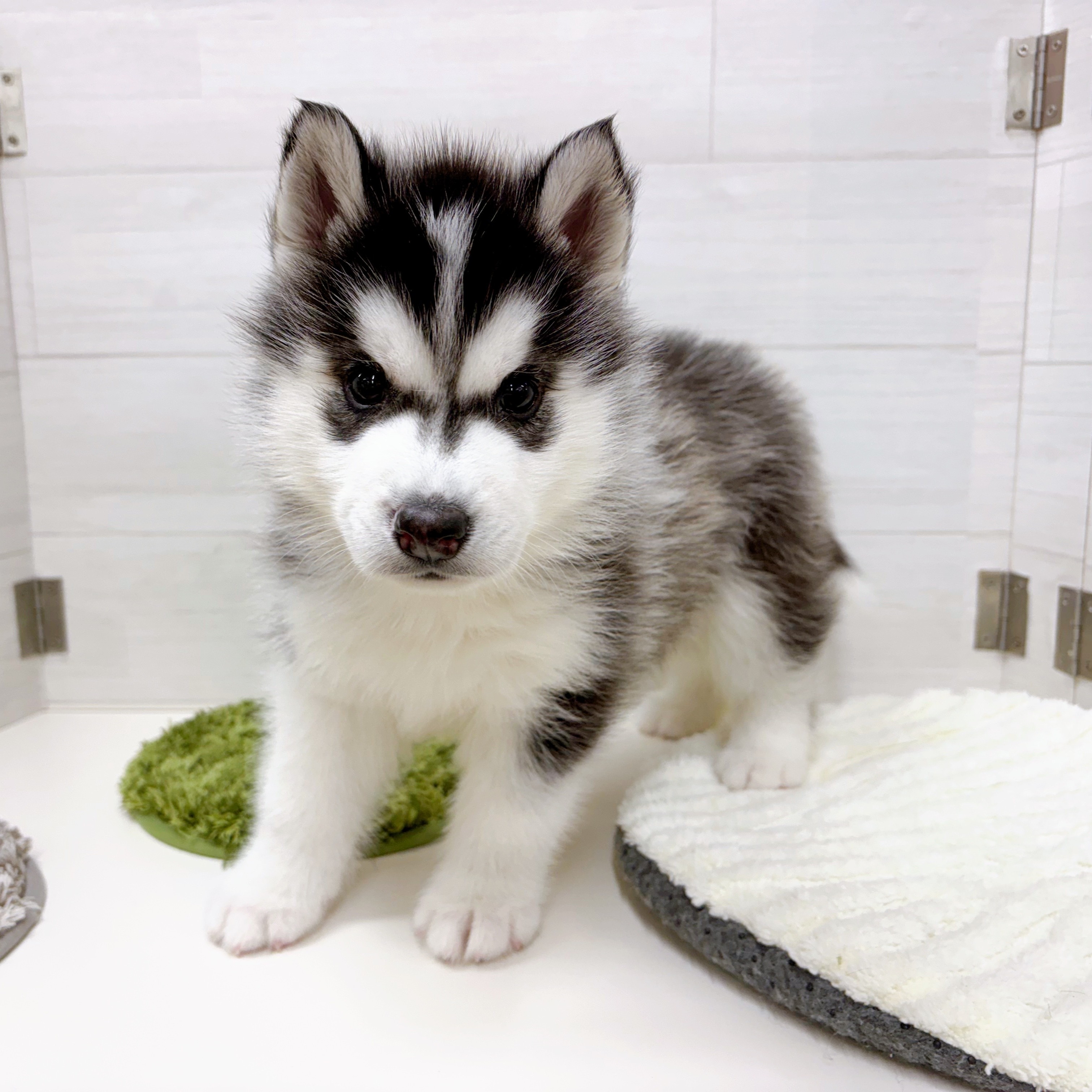 愛知県のシベリアンハスキー (犬の家＆猫の里春日井本店/2025年12月5日生まれ/男の子/ブラックホワイト)の子犬の4枚目の画像