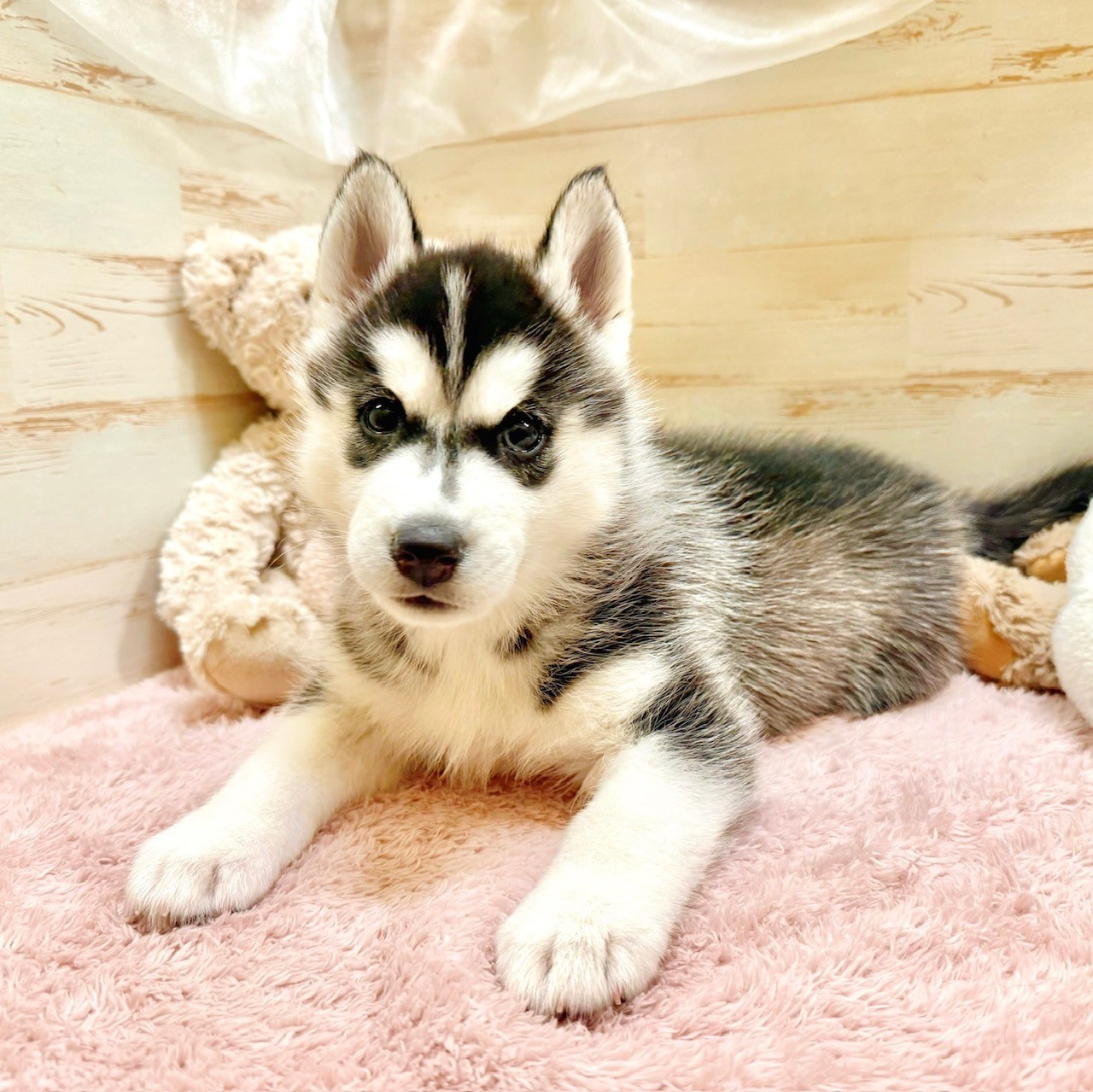 兵庫県のシベリアンハスキー (犬の家＆猫の里神戸店/2025年12月5日生まれ/女の子/ブラックホワイト)の子犬の4枚目の画像