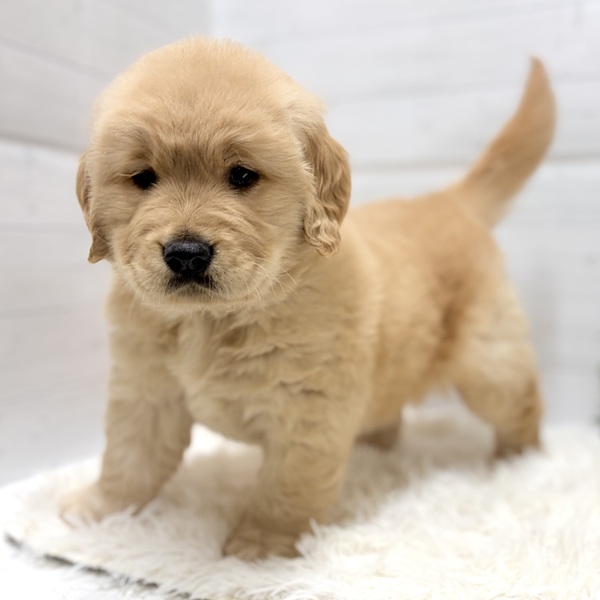 愛知県のゴールデンレトリバー (犬の家＆猫の里豊田店/2025年11月28日生まれ/女の子/ゴールデン)の子犬の4枚目の画像