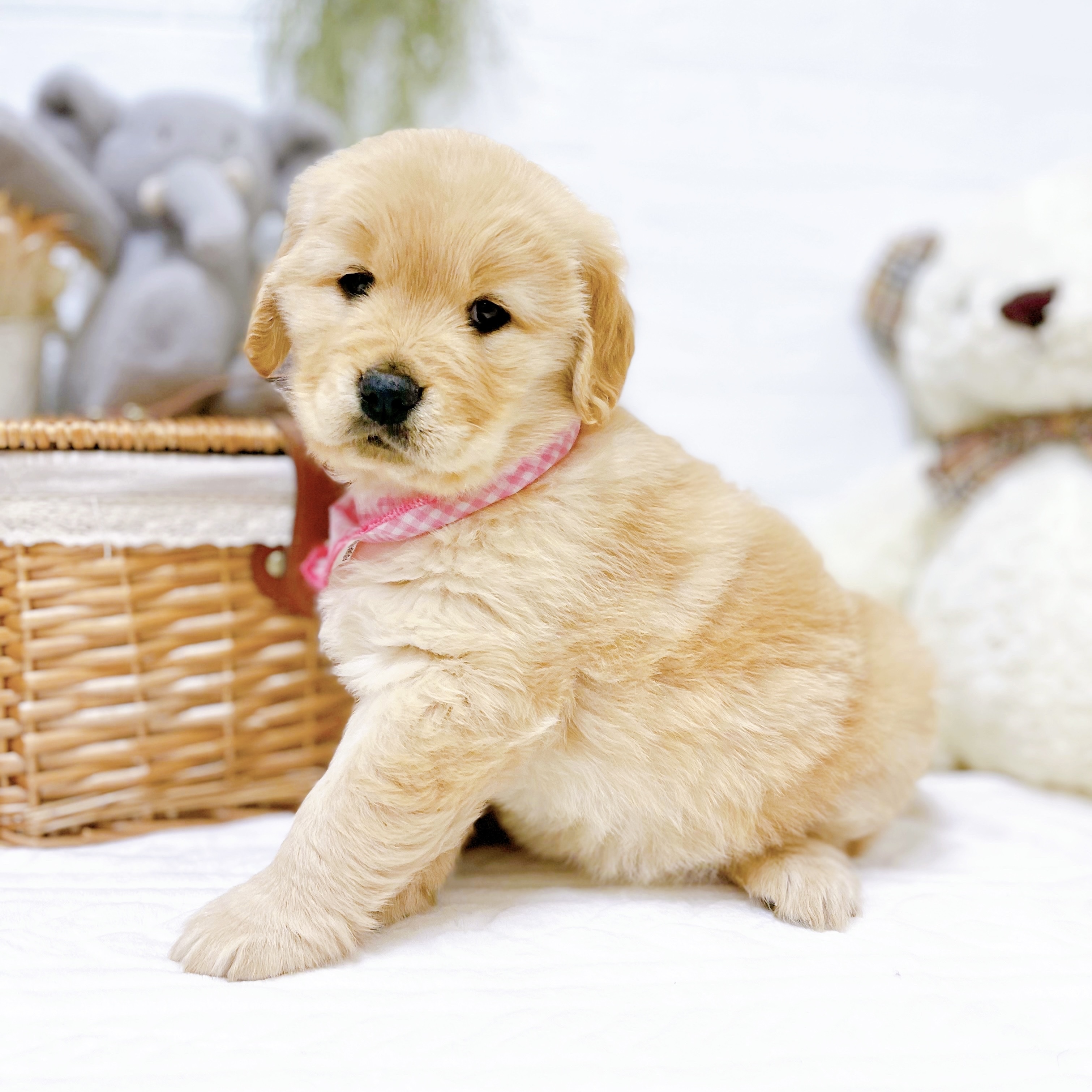 滋賀県のゴールデンレトリバー (犬の家＆猫の里近江八幡店/2025年11月28日生まれ/女の子/ゴールデン)の子犬の4枚目の画像