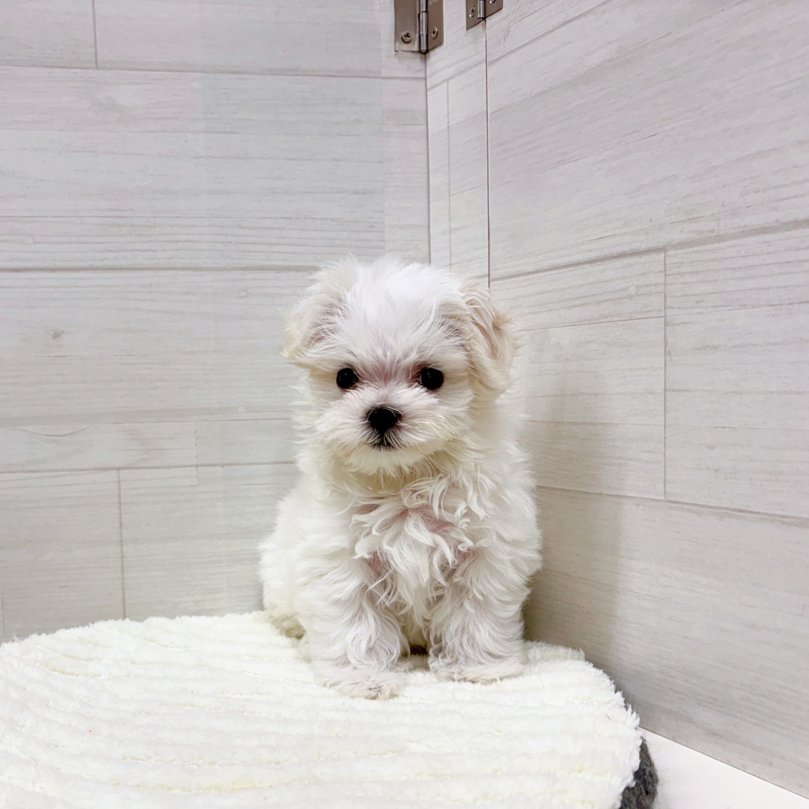 石川県のマルチーズ (犬の家＆猫の里アミーゴ金沢おこばた店/2025年12月5日生まれ/女の子/ホワイト)の子犬の4枚目の画像