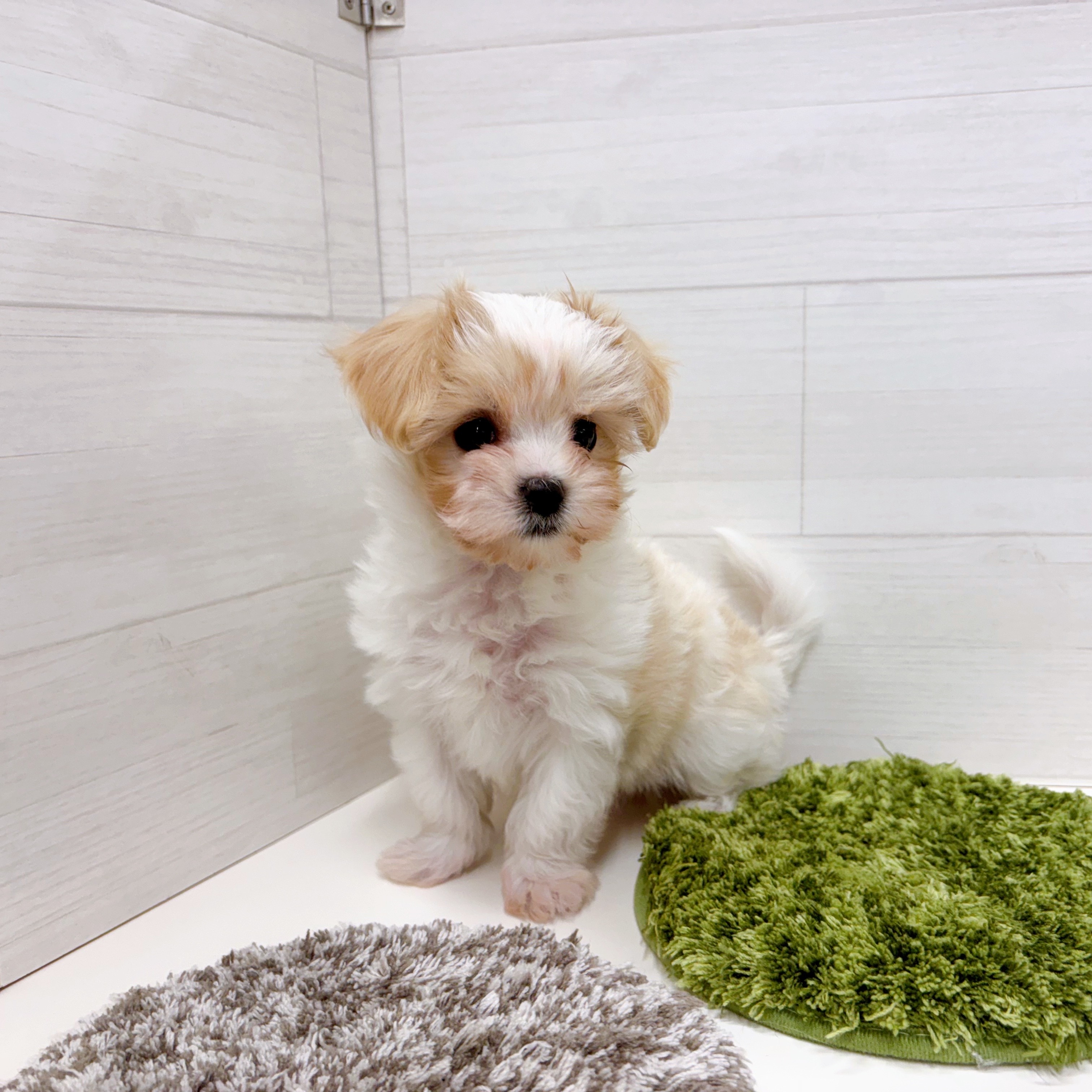 石川県のマルキャバ/キャバチーズ(マルチーズ×キャバリア) (犬の家＆猫の里アミーゴ金沢おこばた店/2025年12月6日生まれ/男の子/ブレンハイム)の子犬の4枚目の画像