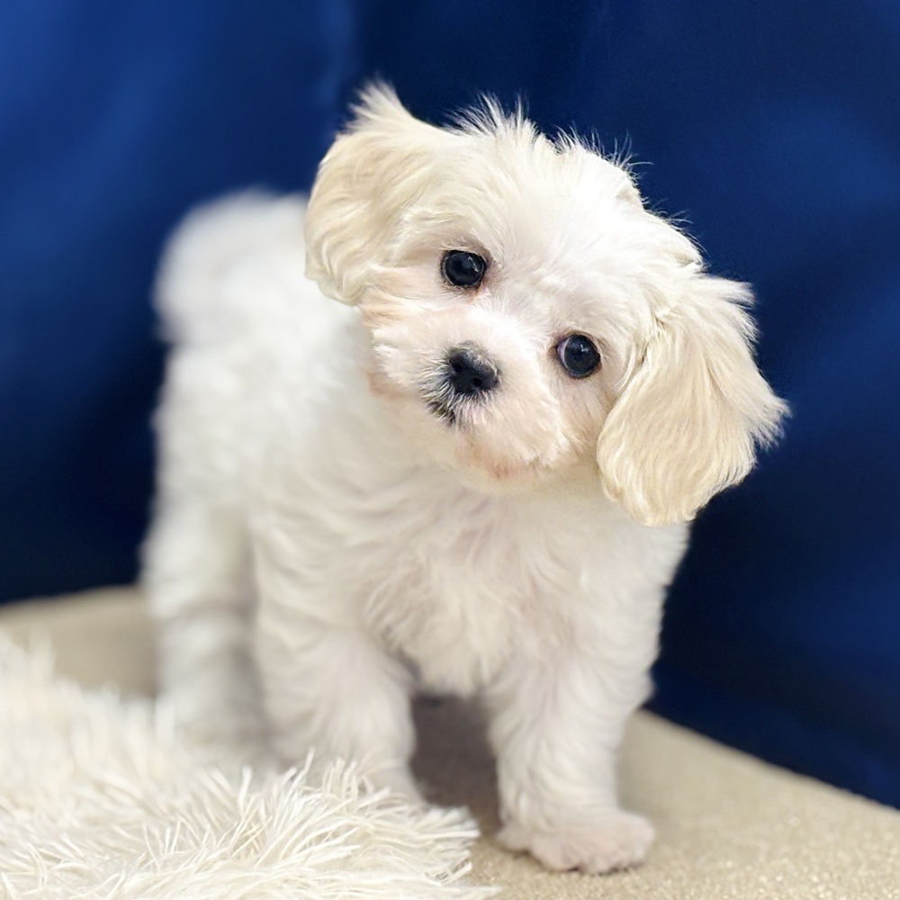 岐阜県のマルキャバ/キャバチーズ(マルチーズ×キャバリア) (犬の家＆猫の里中津川店/2025年12月6日生まれ/女の子/ブレンハイム)の子犬の4枚目の画像