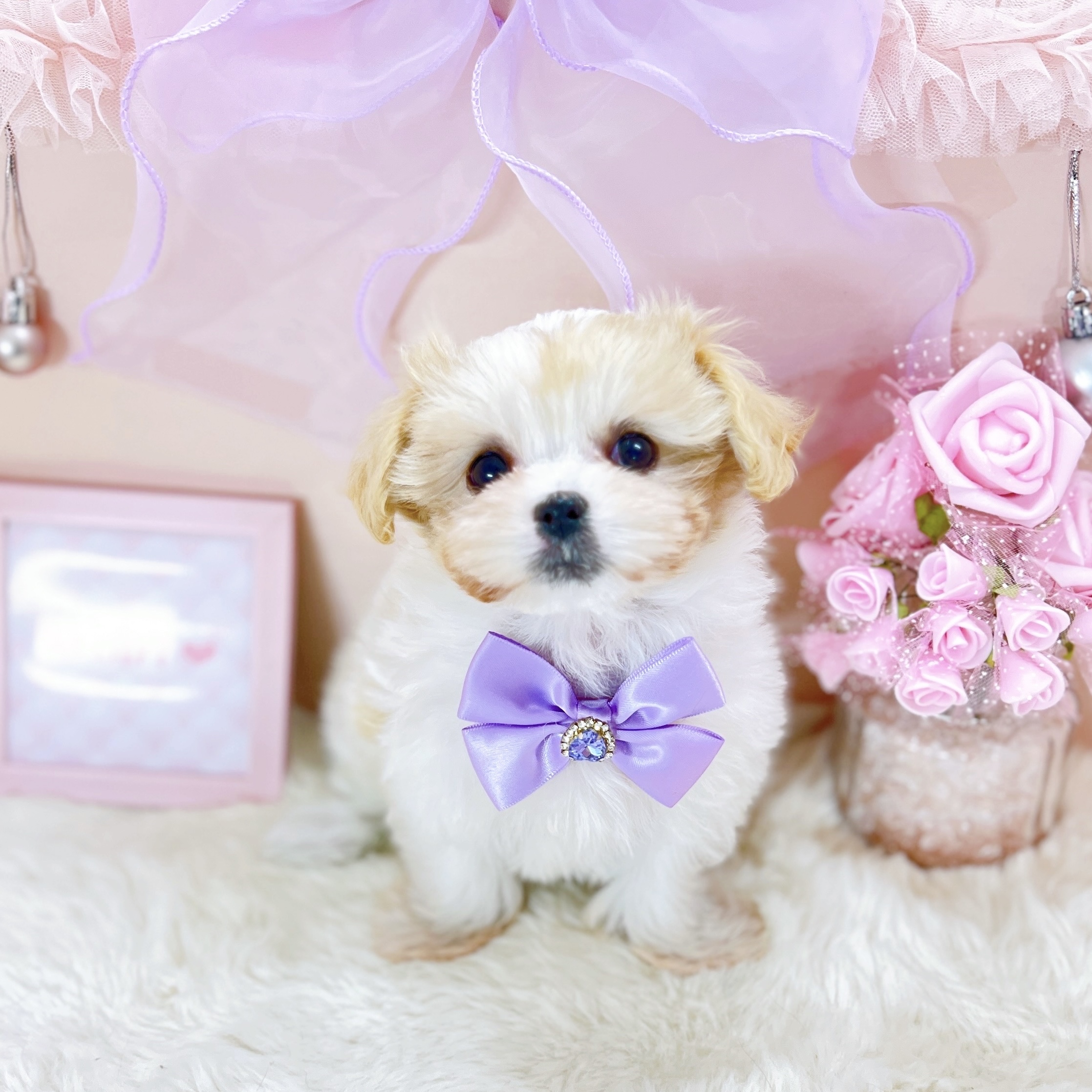 福井県のマルキャバ/キャバチーズ(マルチーズ×キャバリア) (犬の家＆猫の里アミーゴ福井大和田店/2025年12月6日生まれ/女の子/ブレンハイム)の子犬の4枚目の画像