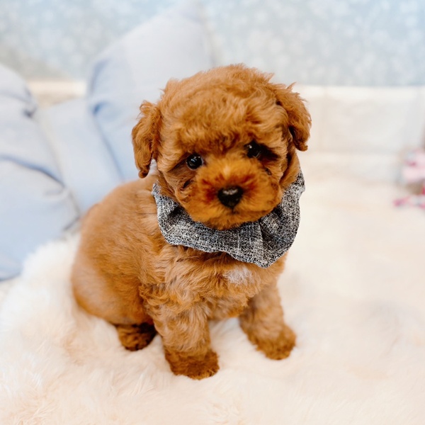 福井県のトイプードル(トイ) (犬の家＆猫の里福井店/2025年12月5日生まれ/男の子/レッドフォーン)の子犬の4枚目の画像