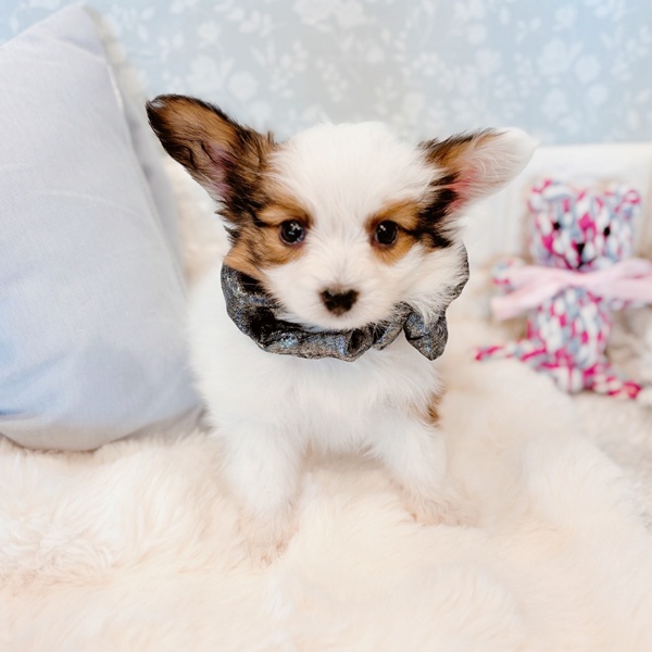 福井県のパピヨン (犬の家＆猫の里福井店/2025年12月8日生まれ/男の子/ホワイトブラウン)の子犬の1枚目の画像