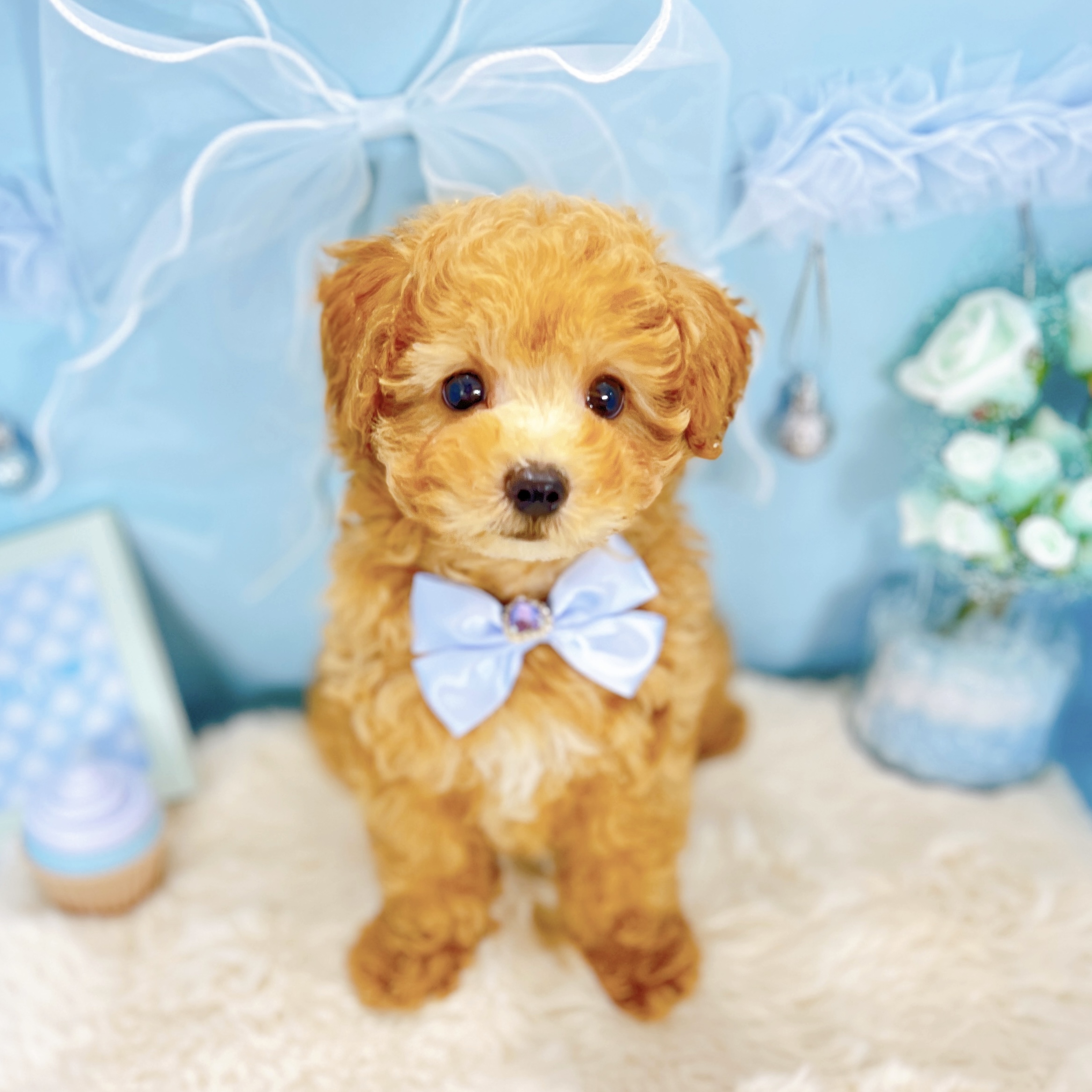 福井県のトイプードル(トイ) (犬の家＆猫の里アミーゴ福井大和田店/2025年12月5日生まれ/男の子/レッドフォーン)の子犬の4枚目の画像