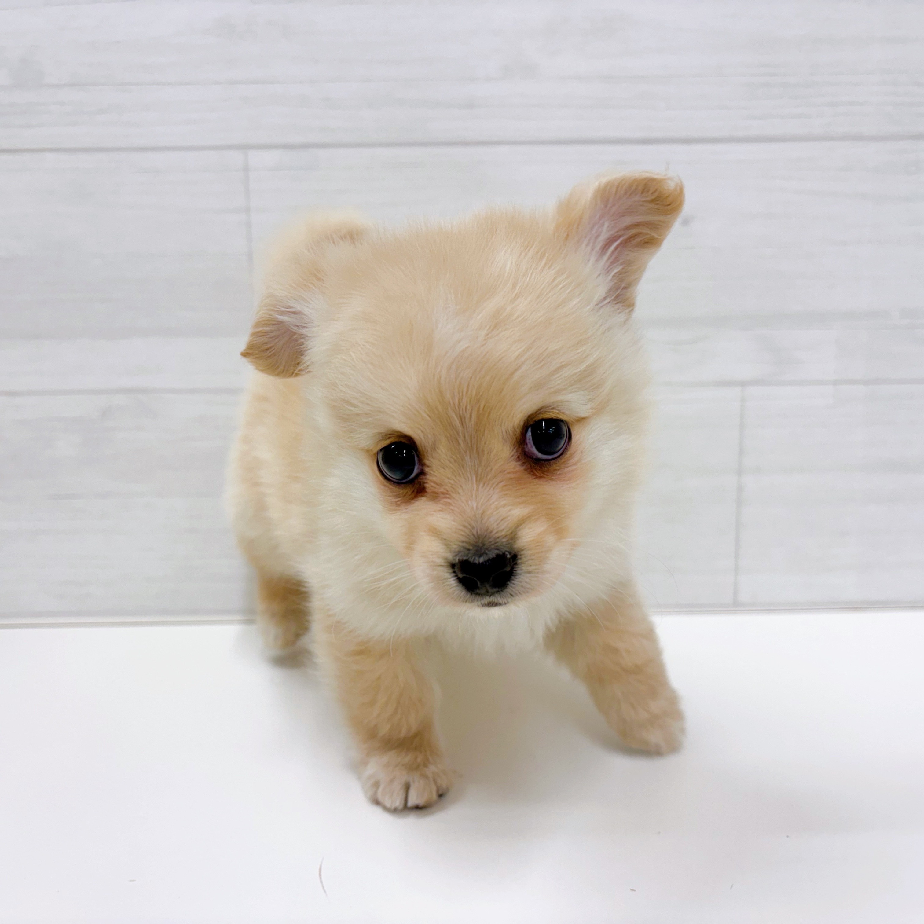 石川県のポメックス(ポメラニアン×ダックス) (犬の家＆猫の里アミーゴ金沢おこばた店/2025年12月5日生まれ/女の子/クリーム)の子犬の4枚目の画像