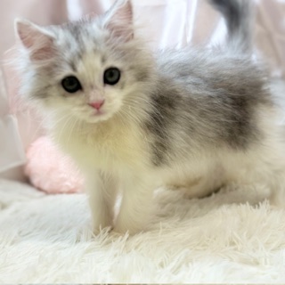 兵庫県のラガマフィン (犬の家＆猫の里カナート西神戸店/2025年11月13日生まれ/男の子/シルバータビーホワイト)の子猫の4枚目の画像