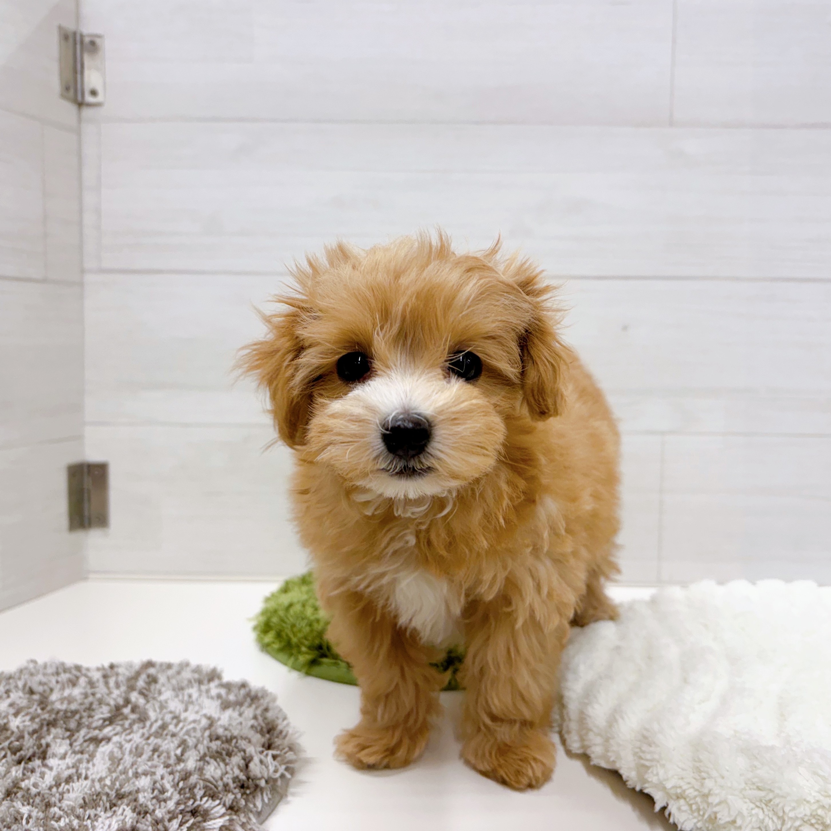 石川県のマルプー(マルチーズ×プードル) (犬の家＆猫の里アミーゴ金沢おこばた店/2025年12月1日生まれ/女の子/アプリコットホワイト)の子犬の4枚目の画像