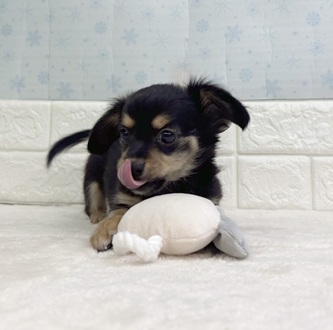 静岡県のチワックス(チワワ×ダックス) (犬の家＆猫の里マークイズ静岡店/2025年12月1日生まれ/男の子/ブラックタン)の子犬の4枚目の画像