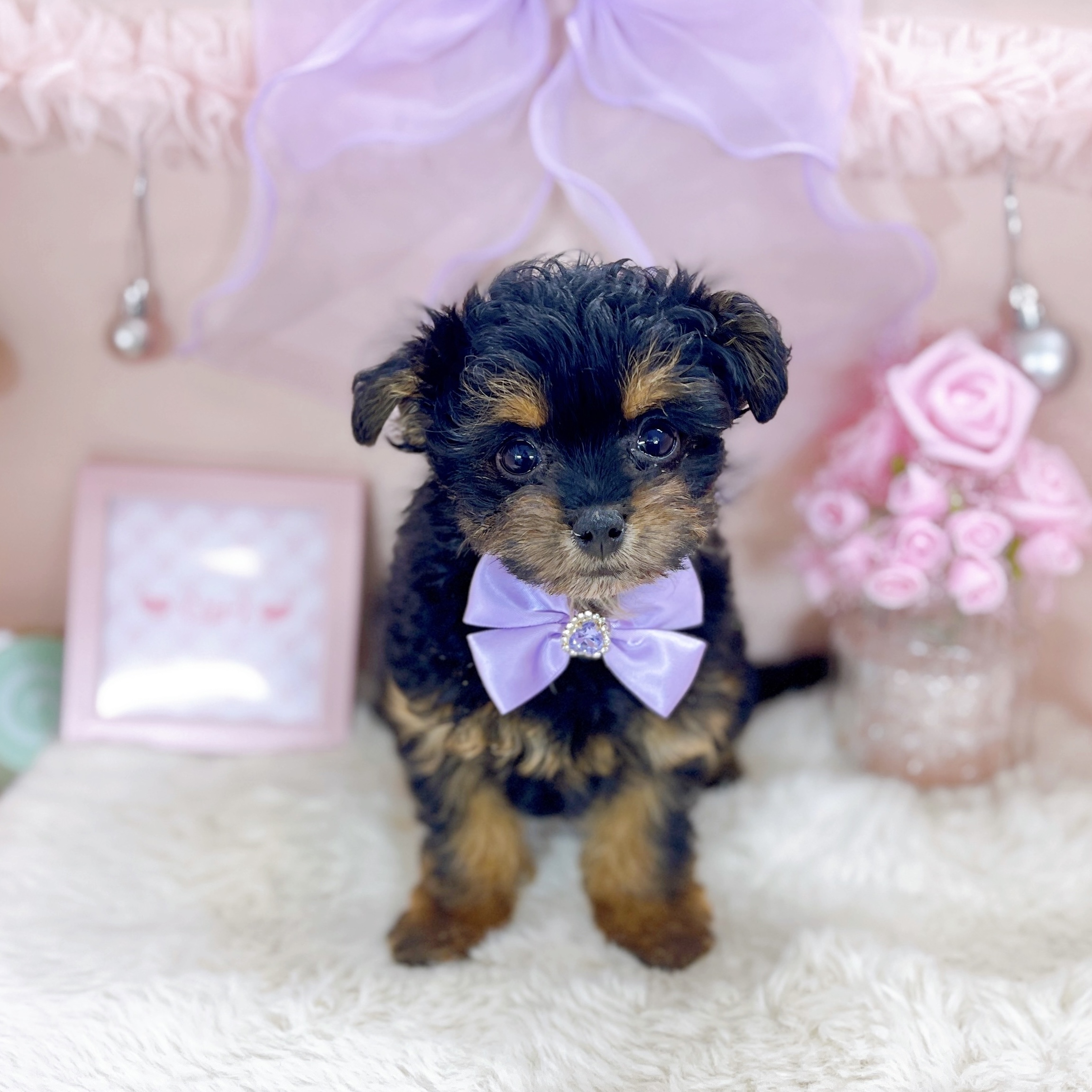 福井県のチワプー/プーチー(チワワ×プードル) (犬の家＆猫の里アミーゴ福井大和田店/2025年12月3日生まれ/女の子/ブラックタン)の子犬の4枚目の画像