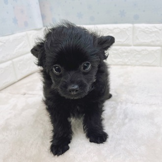 静岡県のチワプー/プーチー(チワワ×プードル) (犬の家＆猫の里マークイズ静岡店/2025年12月3日生まれ/女の子/ブラック)の子犬の4枚目の画像