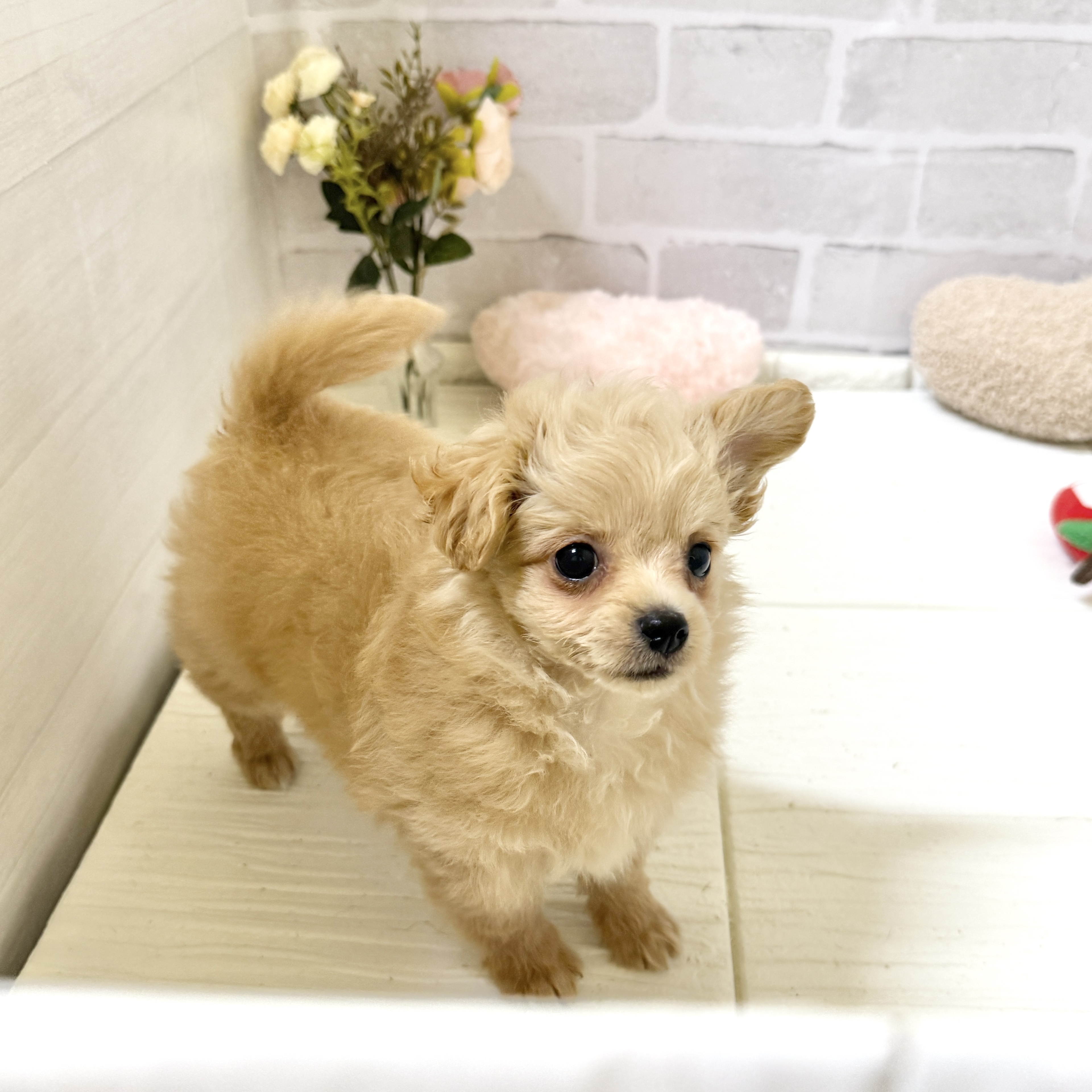愛知県のチワプー/プーチー(チワワ×プードル) (犬の家＆猫の里岡崎店/2025年12月3日生まれ/男の子/アプリコット)の子犬の4枚目の画像