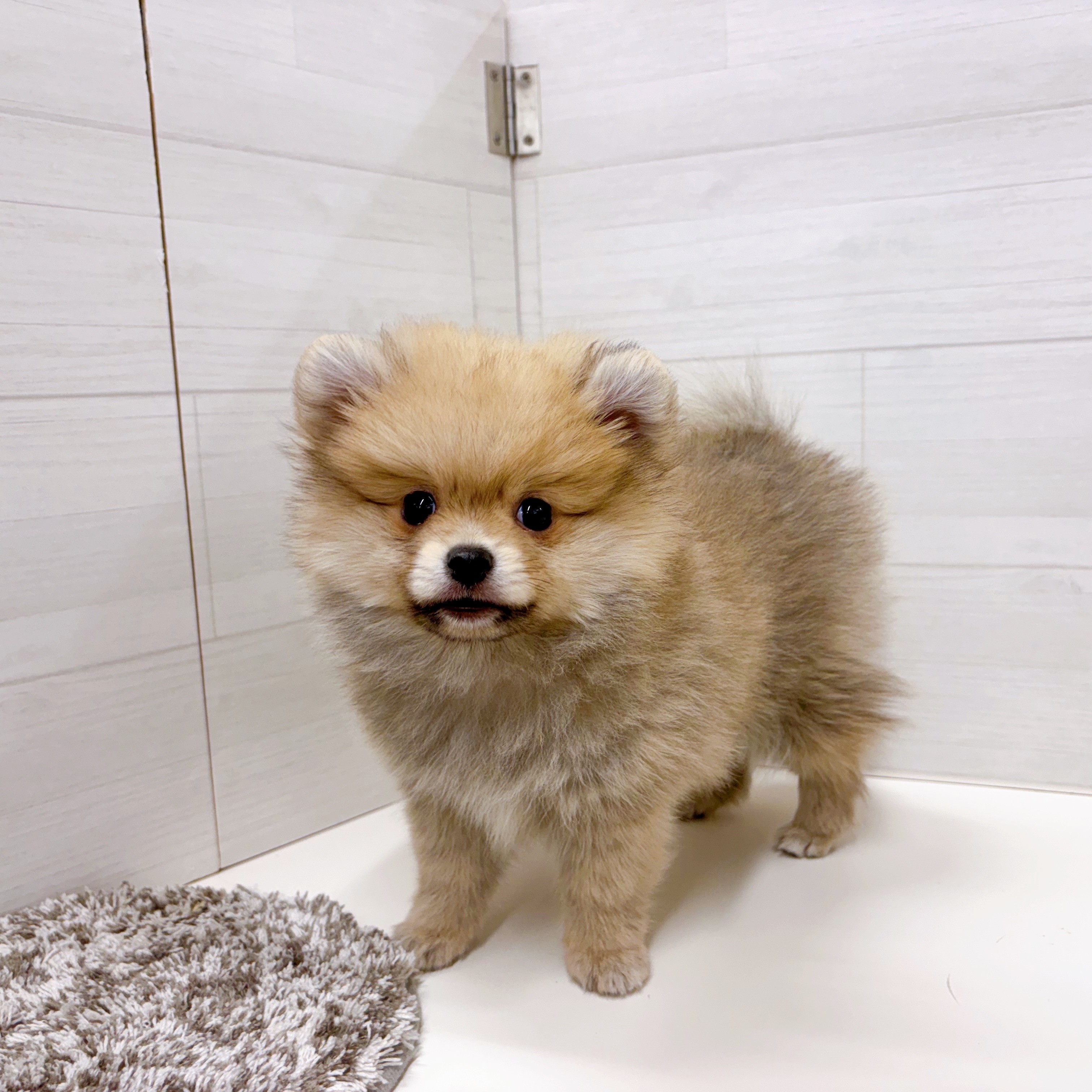 石川県のポメチワ/チワポメ/ポメチー(ポメラニアン×チワワ) (犬の家＆猫の里アミーゴ金沢おこばた店/2025年12月5日生まれ/男の子/フォーン)の子犬の4枚目の画像