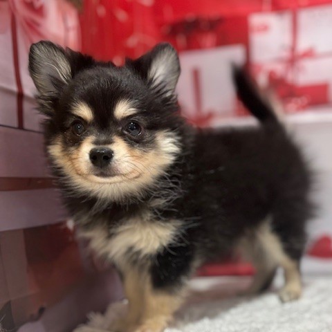 福岡県のポメチワ/チワポメ/ポメチー(ポメラニアン×チワワ) (犬の家＆猫の里トリアス久山店/2025年12月5日生まれ/男の子/ブラッククリーム)の子犬の4枚目の画像