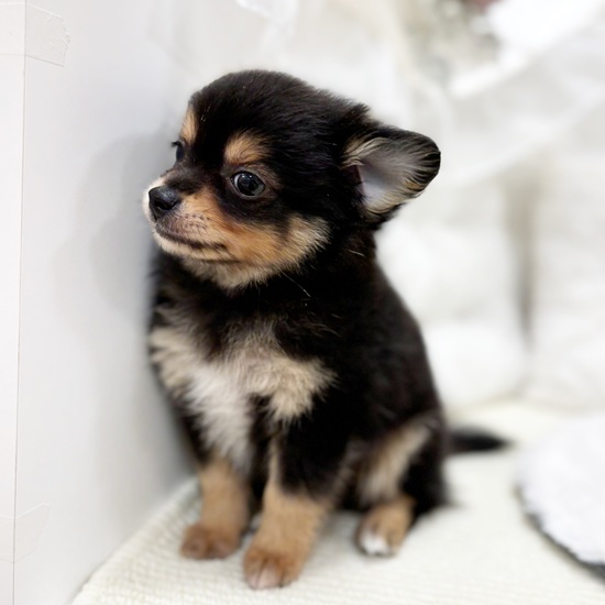 岐阜県のポメチワ/チワポメ/ポメチー(ポメラニアン×チワワ) (犬の家＆猫の里カラフルタウン岐阜店/2025年12月5日生まれ/男の子/ブラックタン)の子犬の4枚目の画像