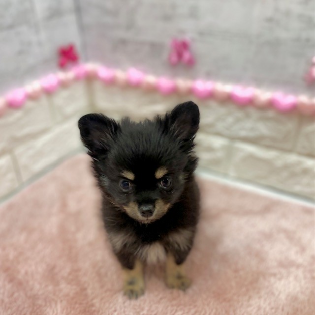 静岡県のポメチワ/チワポメ/ポメチー(ポメラニアン×チワワ) (犬の家＆猫の里プレ葉ウォーク浜北店/2025年12月5日生まれ/男の子/ブラックタン)の子犬の4枚目の画像