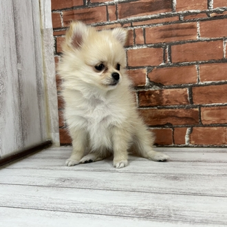 神奈川県のポメチワ/チワポメ/ポメチー(ポメラニアン×チワワ) (犬の家＆猫の里小田原店/2025年12月5日生まれ/女の子/クリームホワイト)の子犬の4枚目の画像