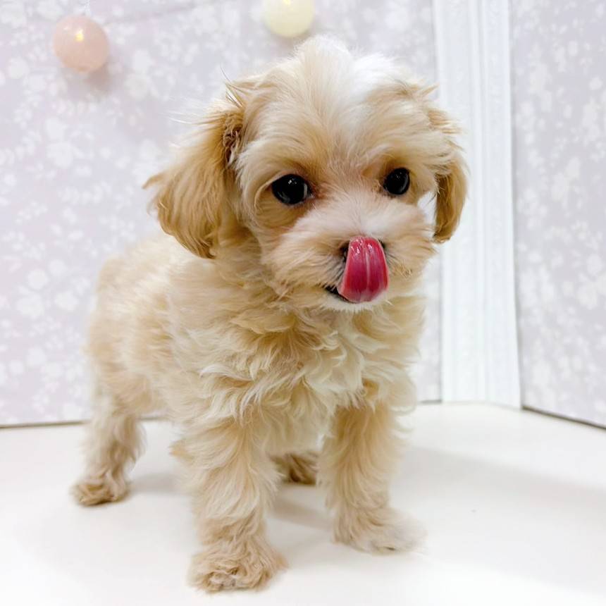 富山県のマルプー(マルチーズ×プードル) (犬の家＆猫の里アミーゴ高岡蓮花寺店/2025年12月7日生まれ/女の子/クリームホワイト)の子犬の4枚目の画像