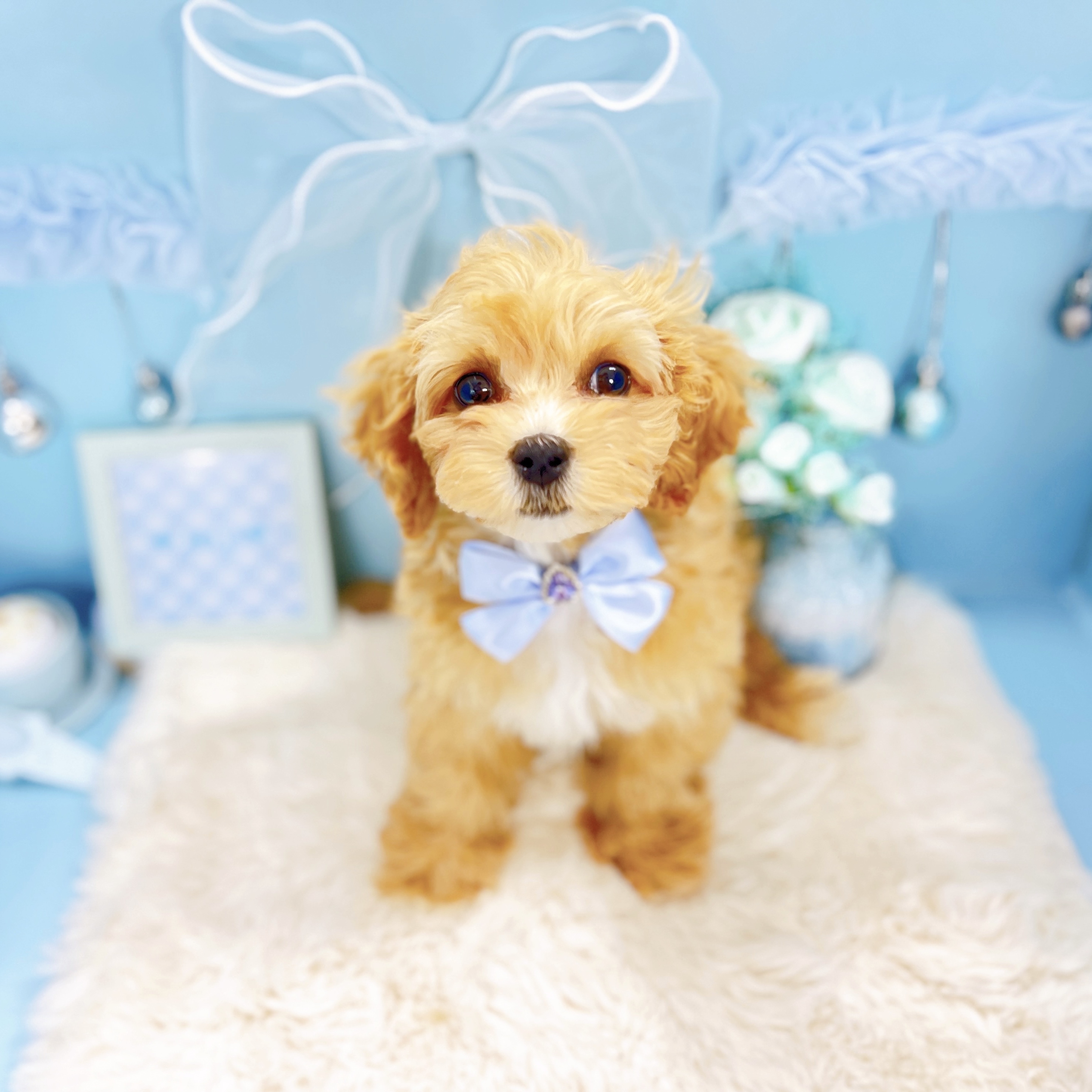 福井県のマルプー(マルチーズ×プードル) (犬の家＆猫の里アミーゴ福井大和田店/2025年12月4日生まれ/女の子/アプリコット)の子犬の4枚目の画像