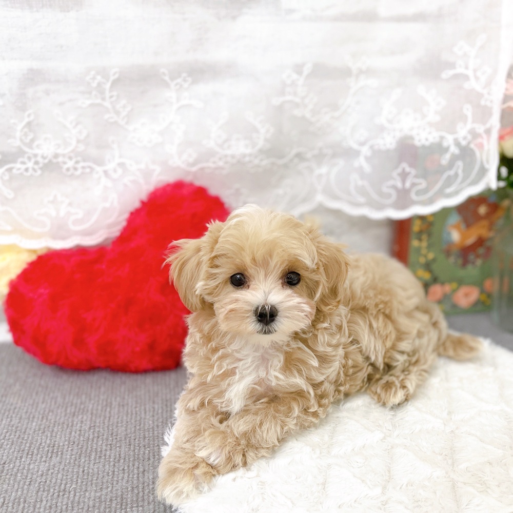 京都府のマルプー(マルチーズ×プードル) (犬の家＆猫の里京都樟葉店/2025年12月4日生まれ/女の子/クリームホワイト)の子犬の4枚目の画像