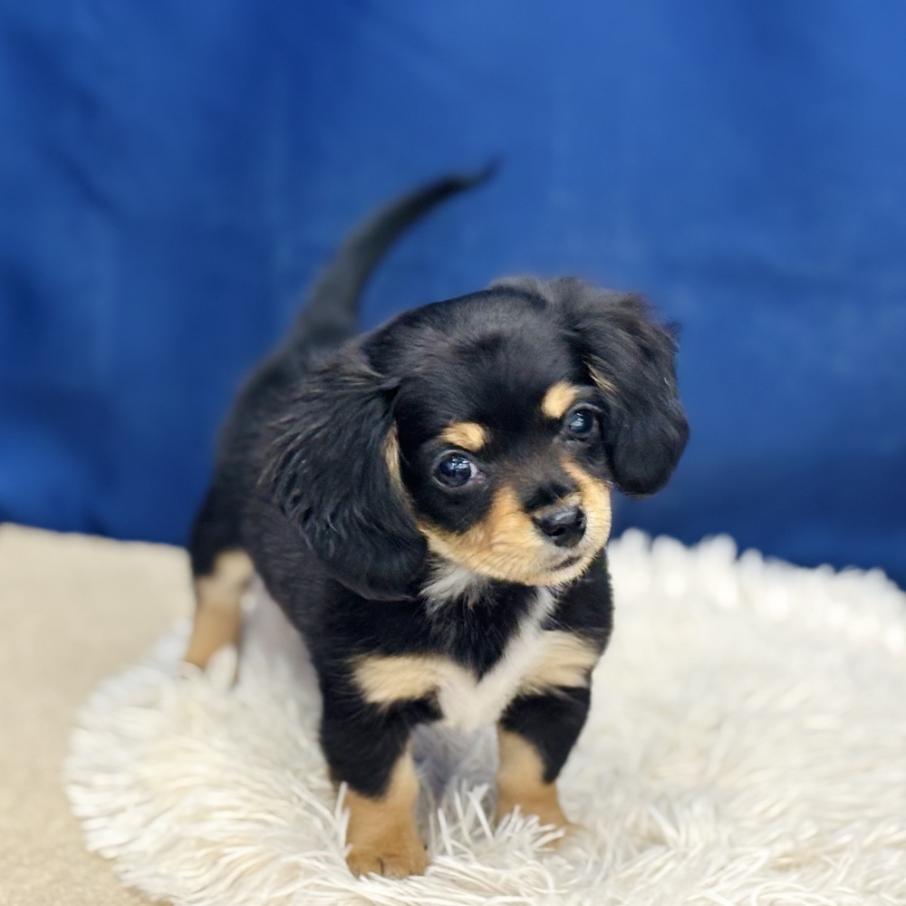 岐阜県のチワックス(チワワ×ダックス) (犬の家＆猫の里中津川店/2025年12月5日生まれ/女の子/ブラックタン)の子犬の4枚目の画像