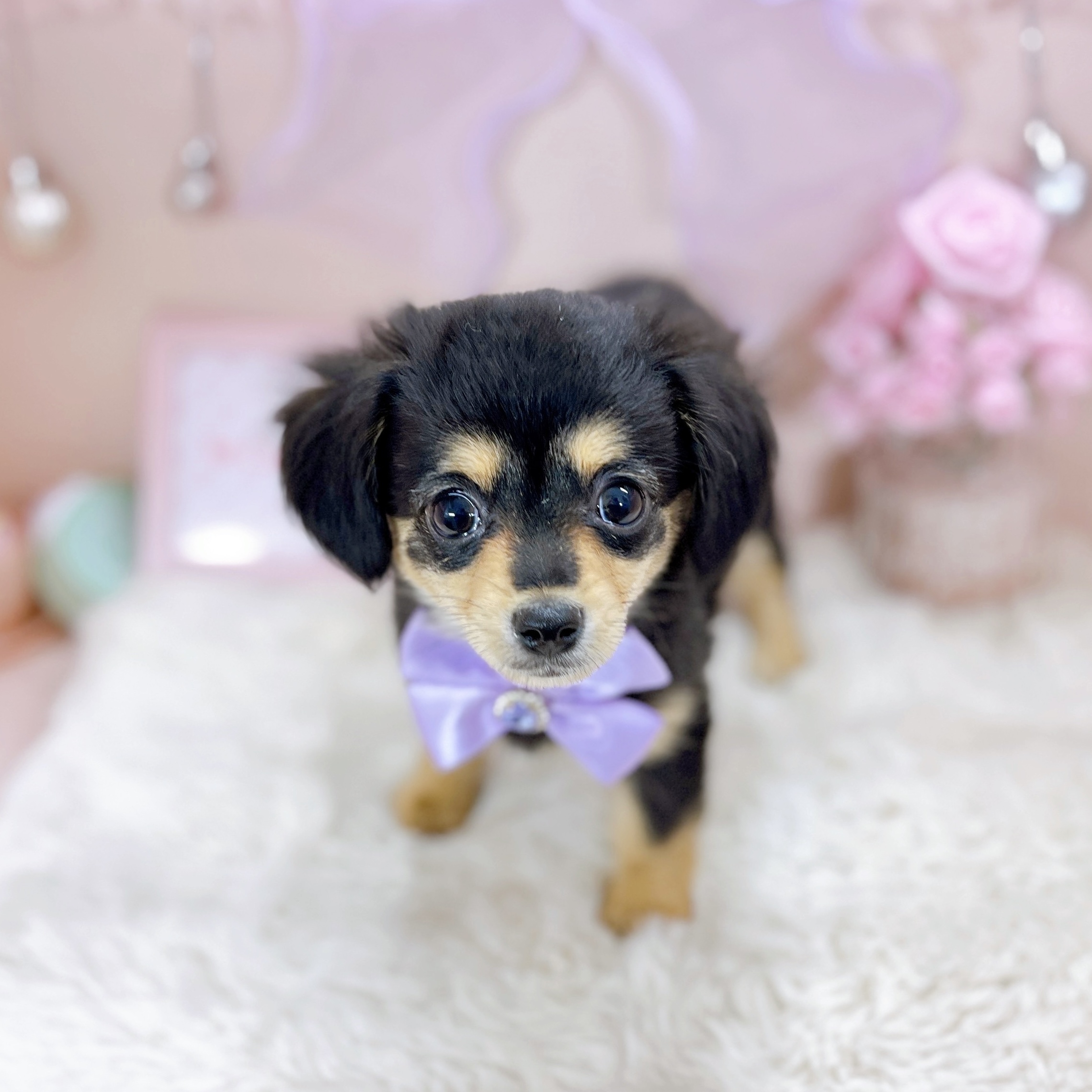 福井県のチワックス(チワワ×ダックス) (犬の家＆猫の里アミーゴ福井大和田店/2025年12月5日生まれ/女の子/ブラックタン)の子犬の4枚目の画像