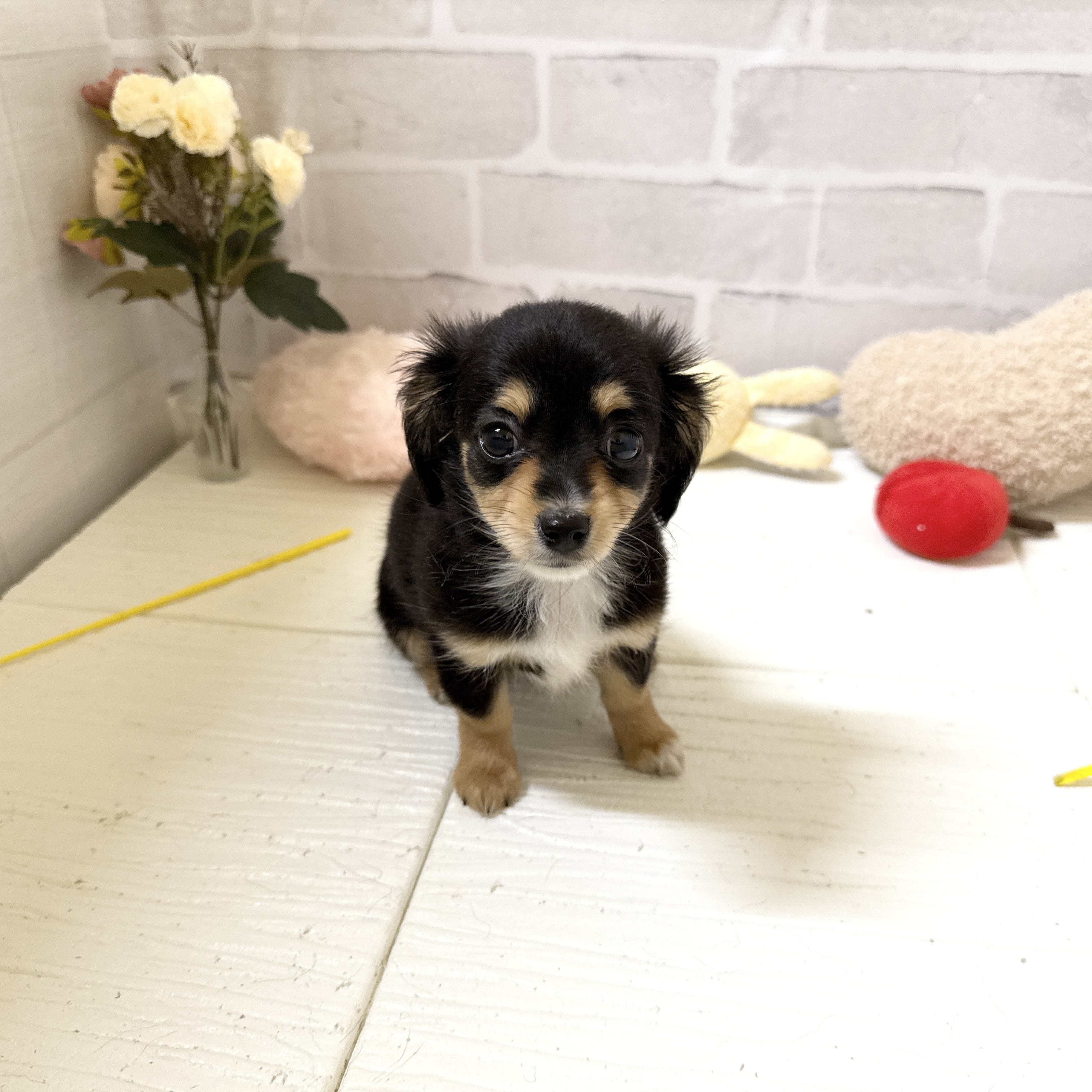 愛知県のチワックス(チワワ×ダックス) (犬の家＆猫の里岡崎店/2025年12月5日生まれ/女の子/ブラックタン)の子犬の4枚目の画像