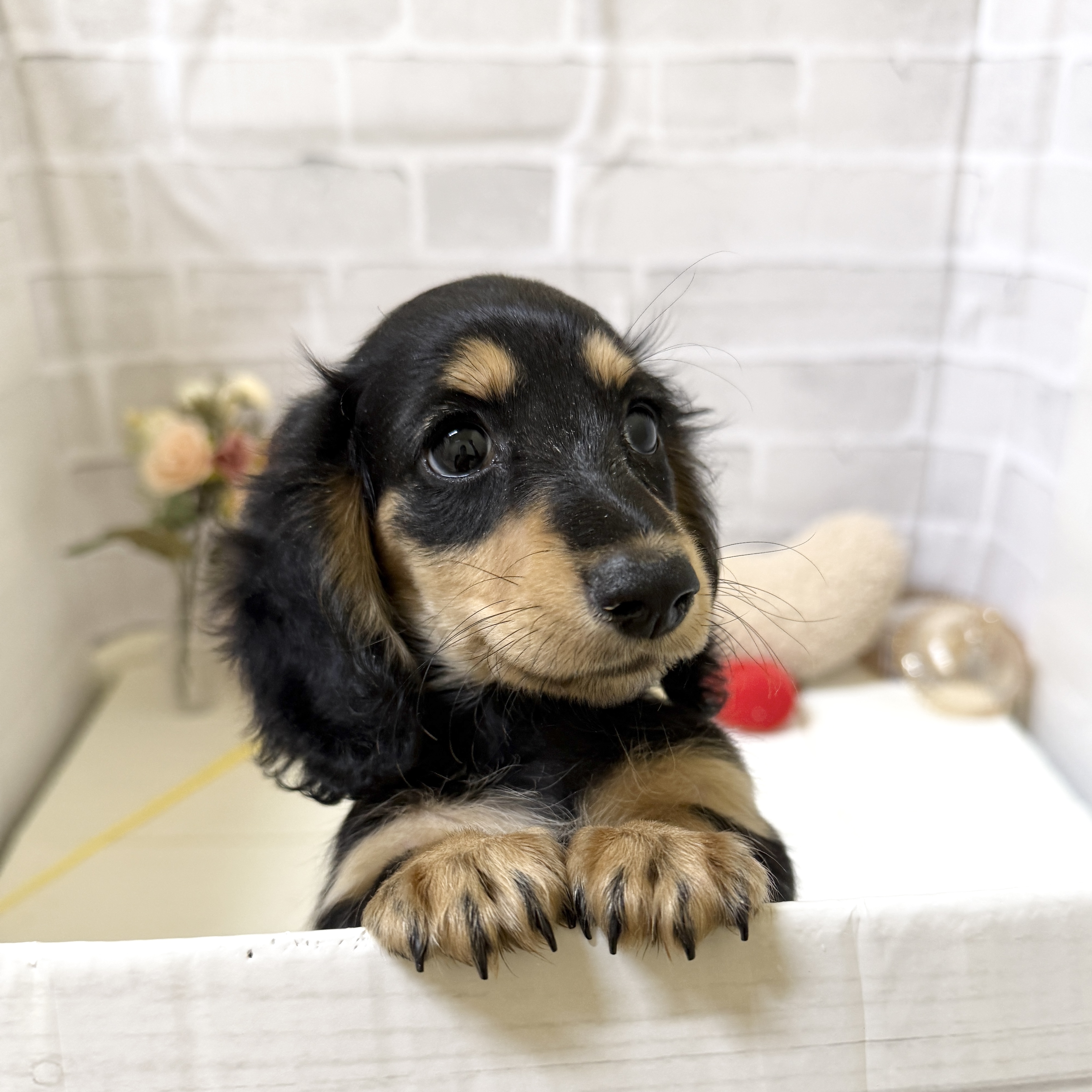 ミニチュアダックスフンド(ブラックタン)の子犬を価格や特徴で探す