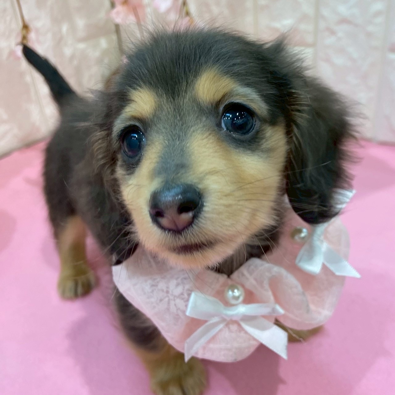 岡山県のミニチュアダックスフンド(ロング) (犬の家＆猫の里倉敷店/2025年12月6日生まれ/女の子/ブルータン)の子犬の4枚目の画像