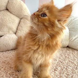 岡山県のミヌエット (犬の家＆猫の里倉敷中庄店/2025年12月5日生まれ/男の子/レッドタビー)の子猫の4枚目の画像