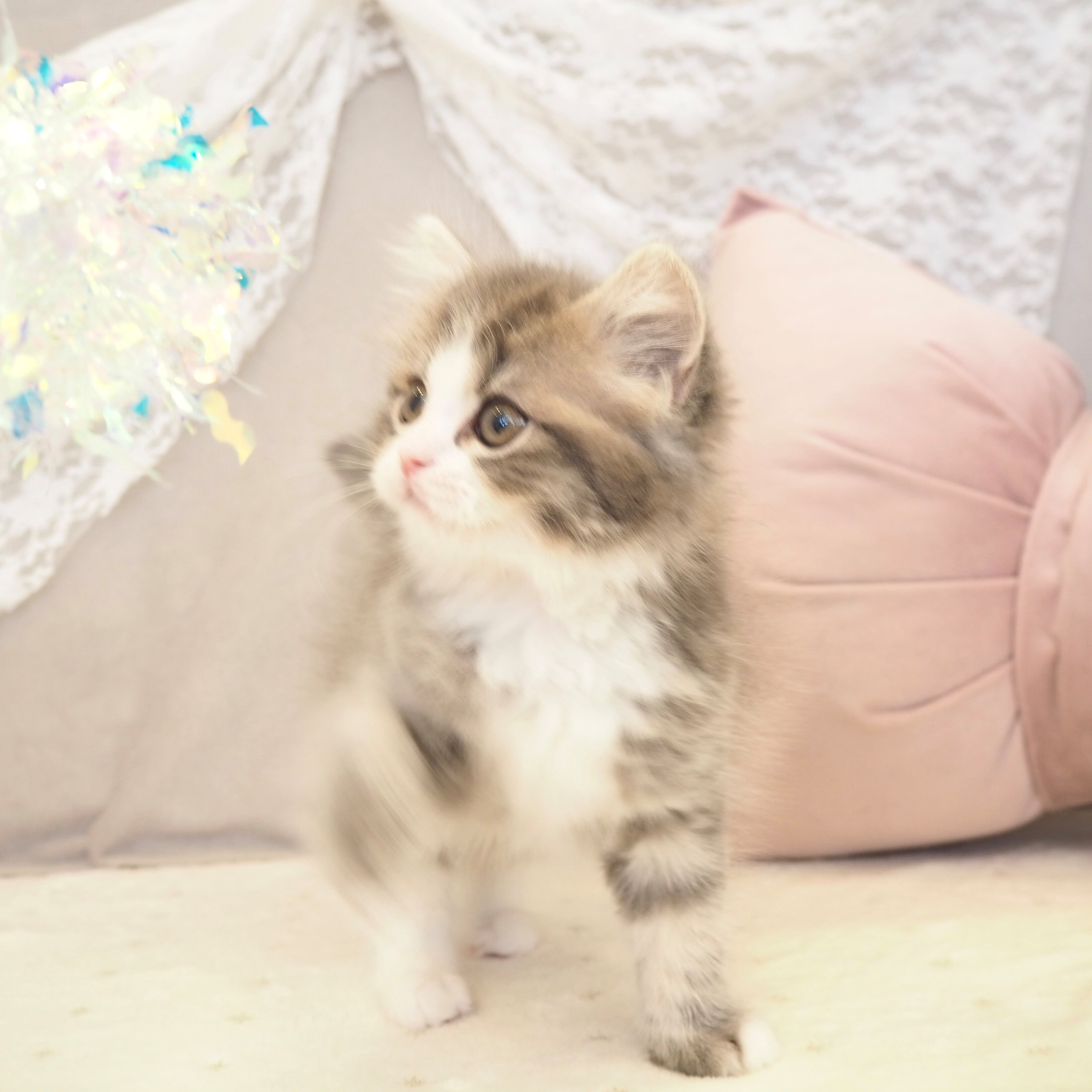 大阪府のスコティッシュストレート (犬の家＆猫の里もりのみやキューズモールBASE店/2025年12月7日生まれ/男の子/ブルータビーホワイト)の子猫の4枚目の画像